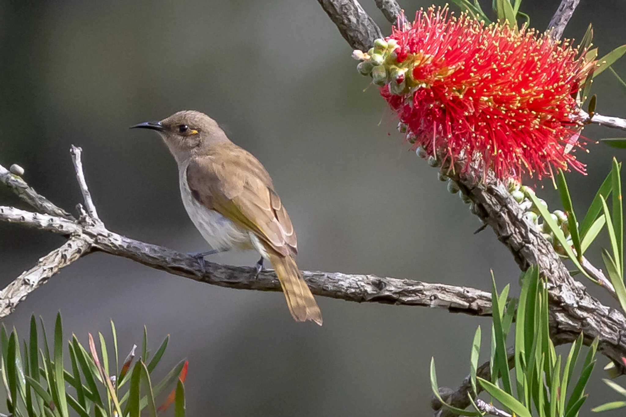 Brown Honeyeater