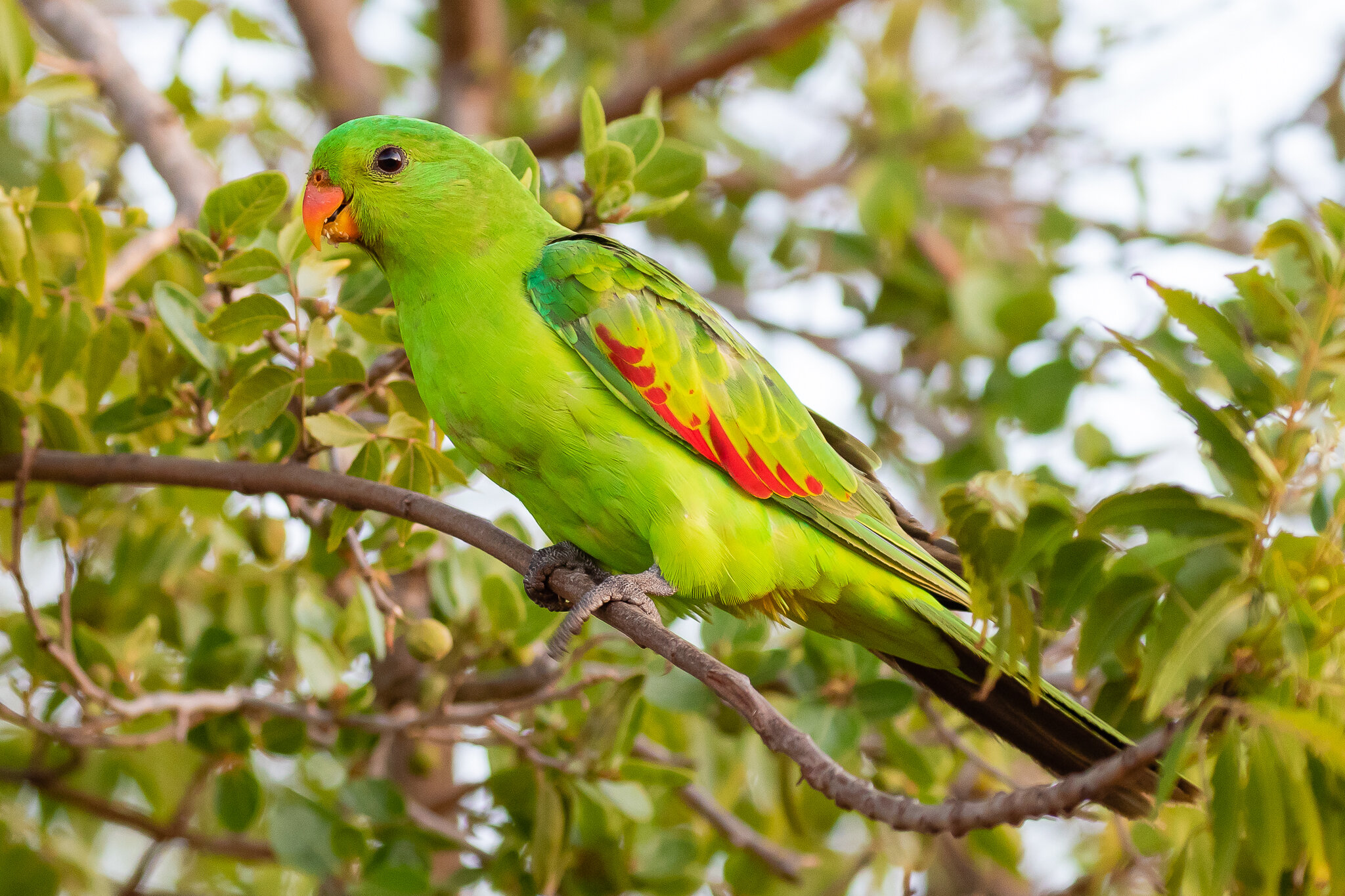 Broome Western Australia - Australia's Wonderful Birds