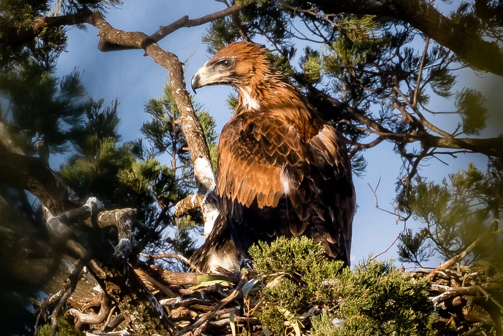 Mars Native Raptors Australian Raptors - Australia's Wonderful Birds