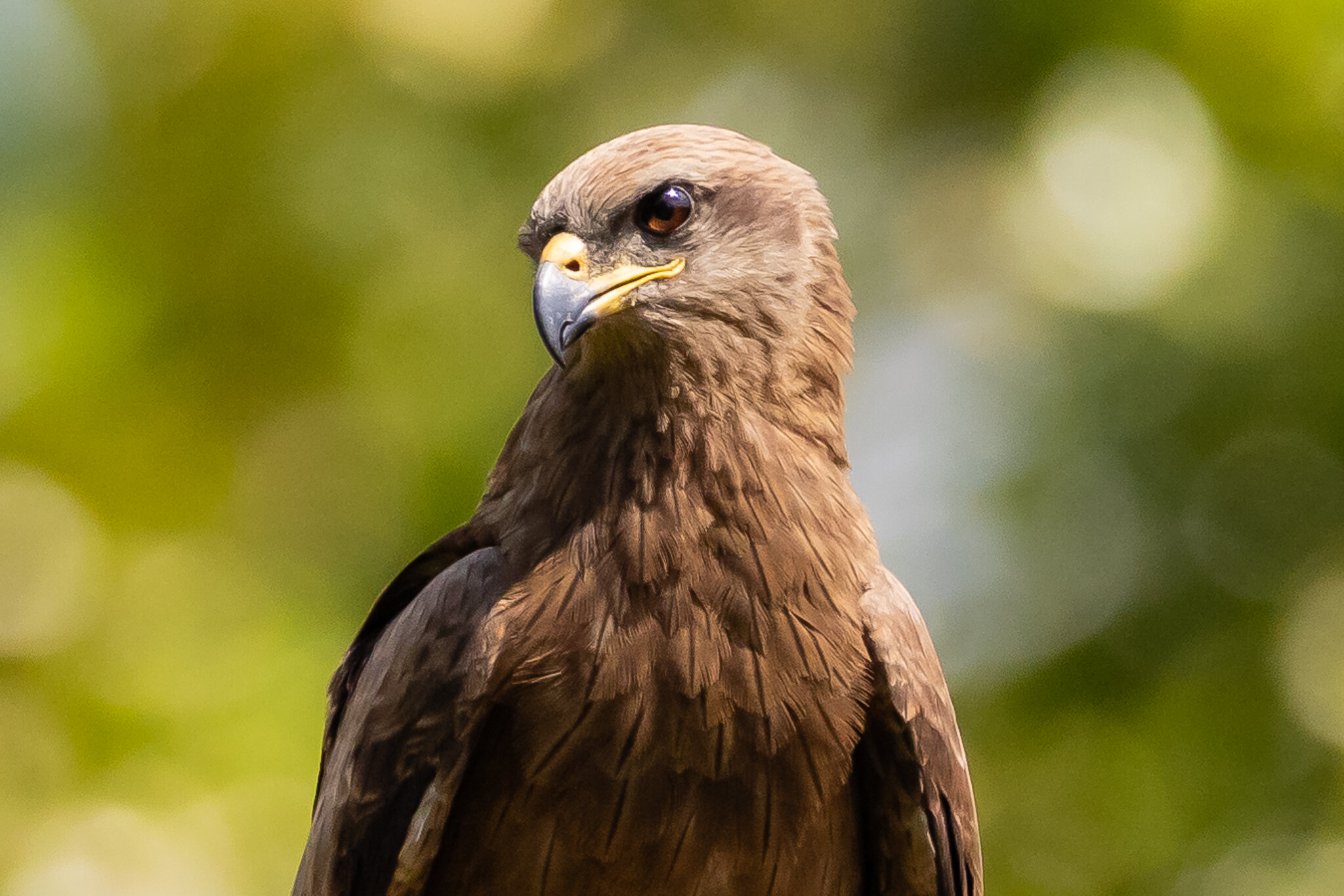 10 birds of prey to see in South Australia