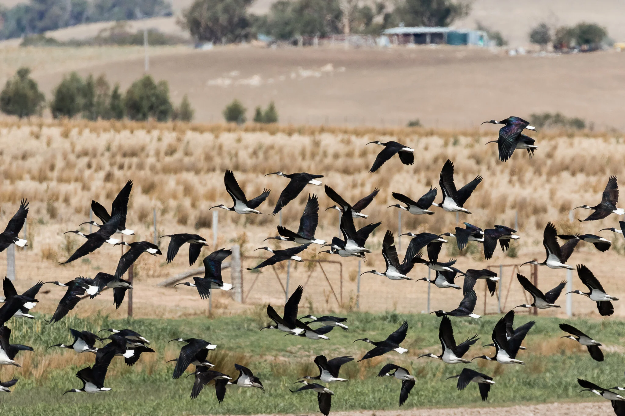 Australian Birds Of The Bush - Australia's Wonderful Birds