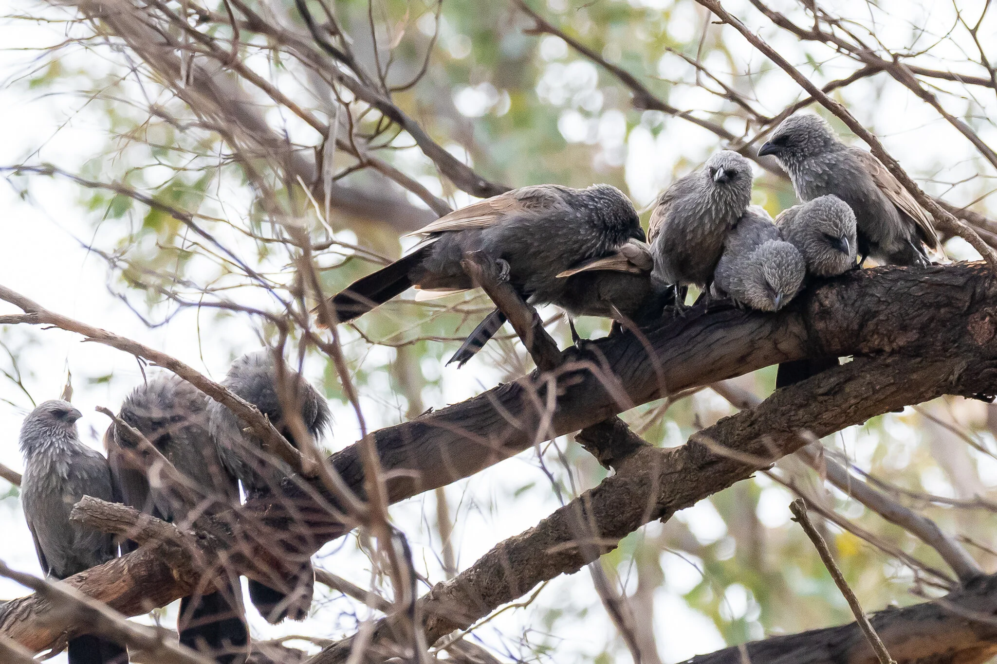 Australian Birds Of The Bush - Australia's Wonderful Birds