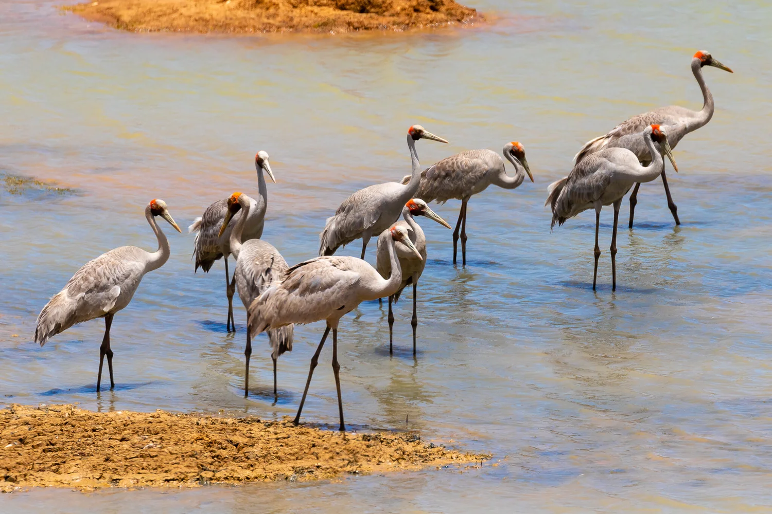 Australian Birds Of The Bush - Australia's Wonderful Birds