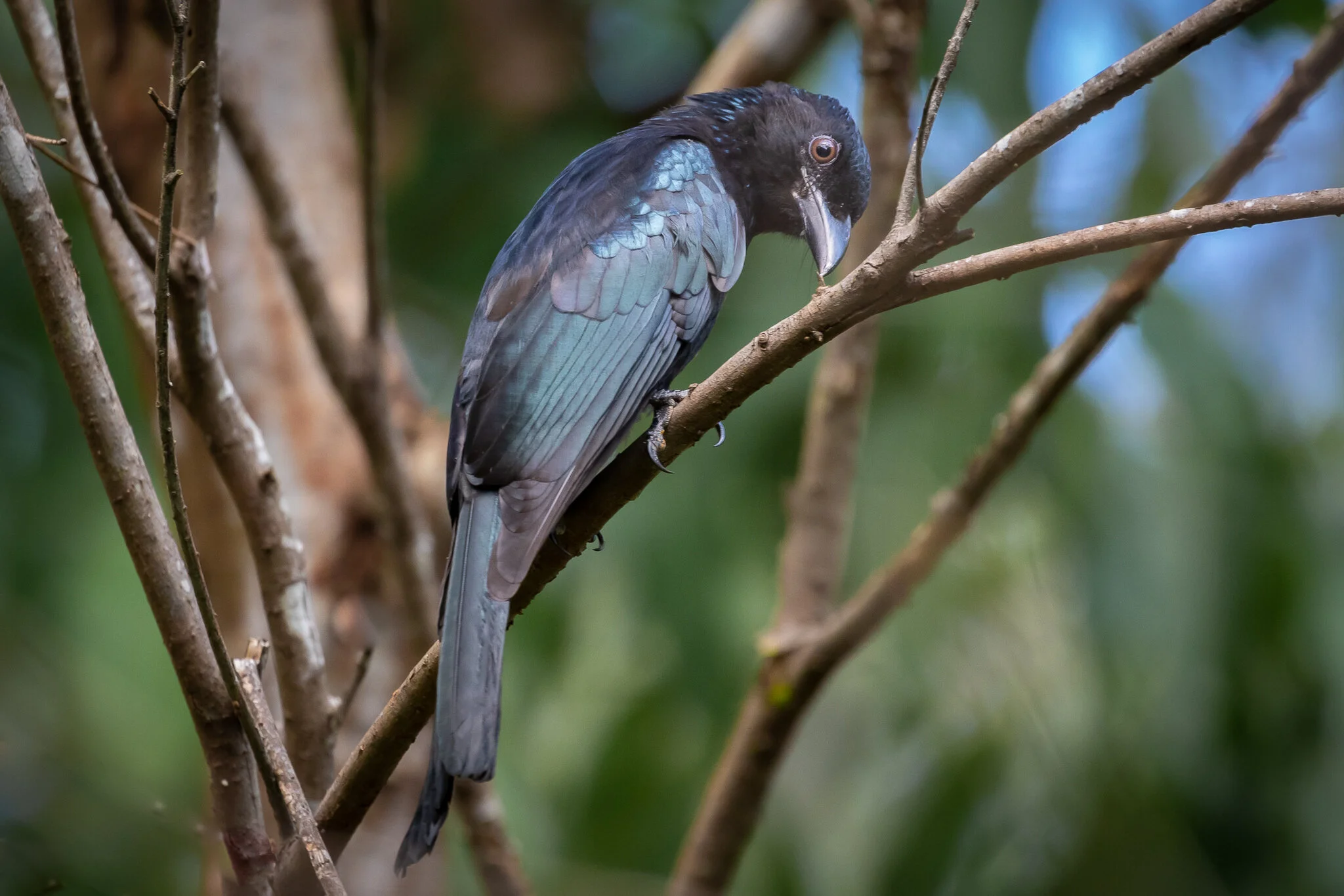 Mid North Coast NSW Birds Australia s Wonderful Birds