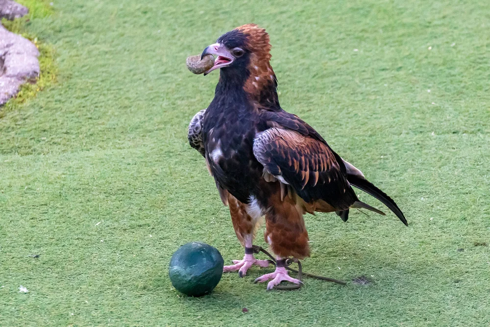 Australian Raptors - Australia's Wonderful Birds