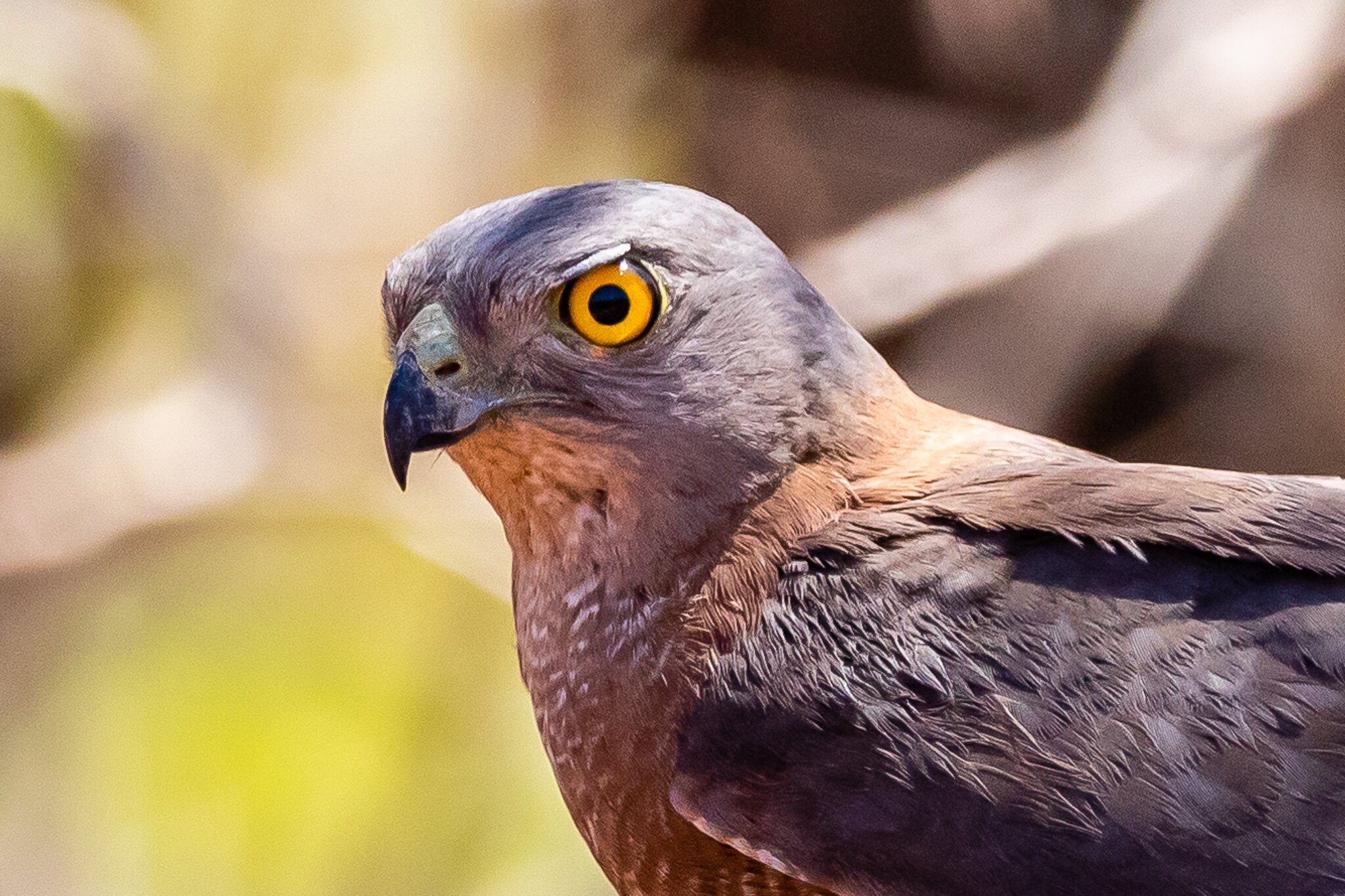 List of bird of prey species recorded at the wetlands.