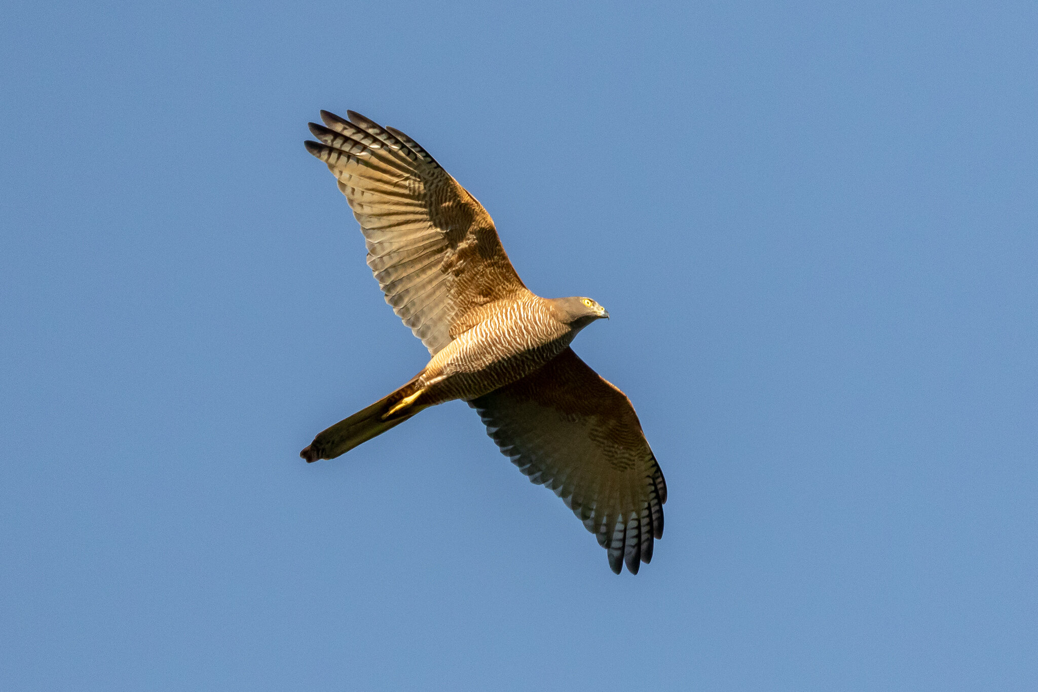 Birds of Australia