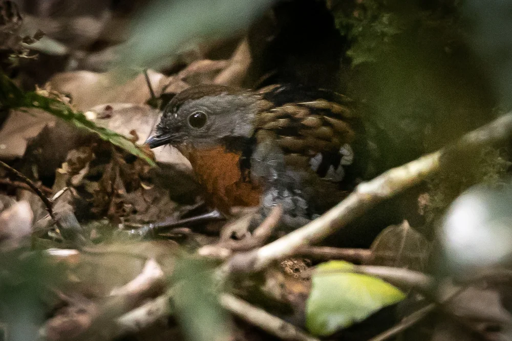Birds of Australia