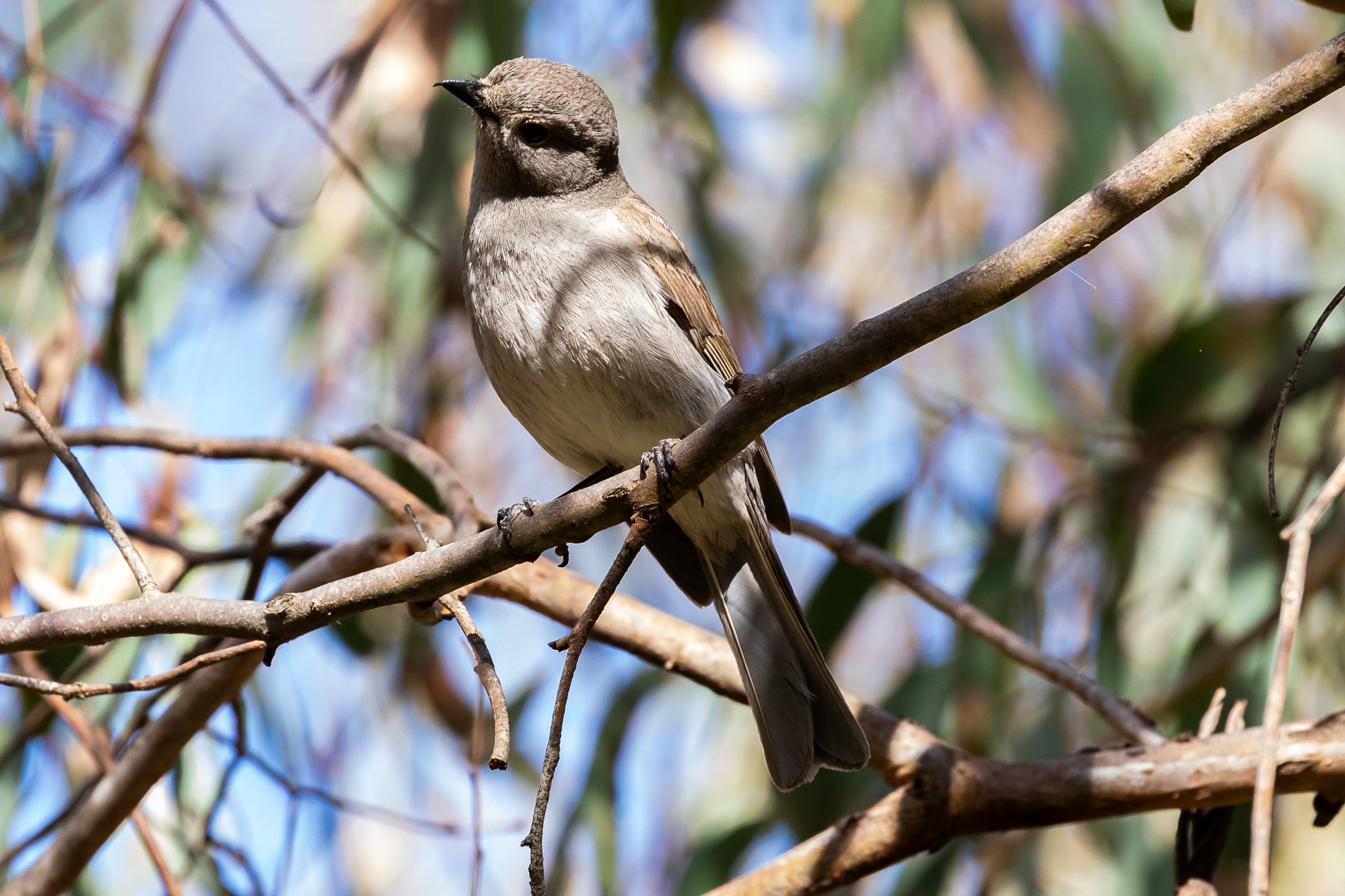 Birds of Australia