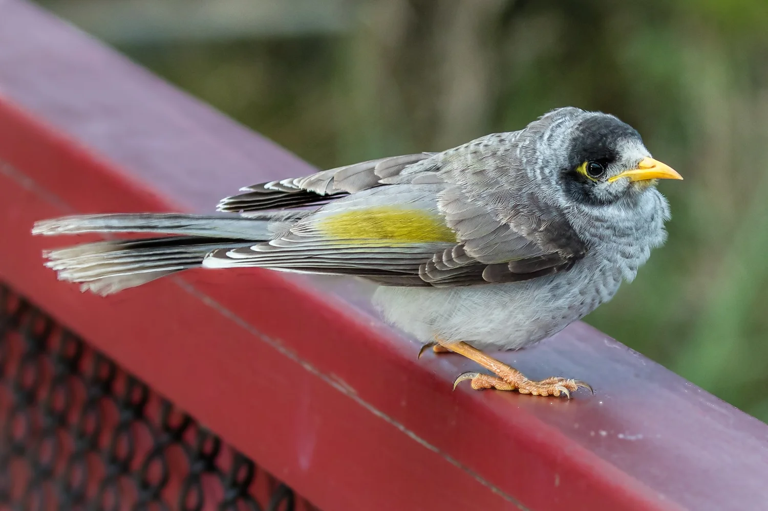 Australian Birds Of The Bush - Australia's Wonderful Birds