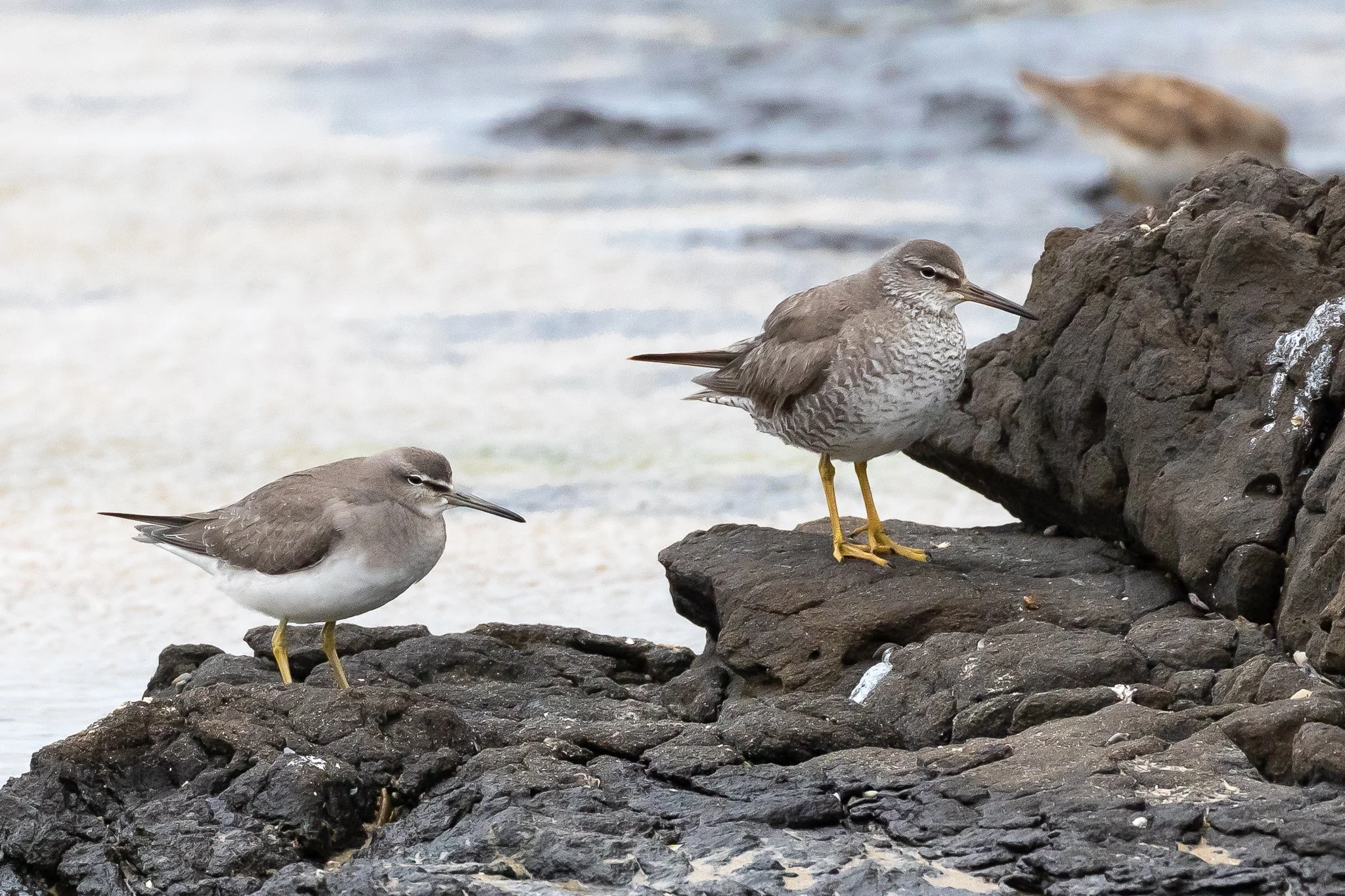 Northern Rivers NSW - Australia's Wonderful Birds