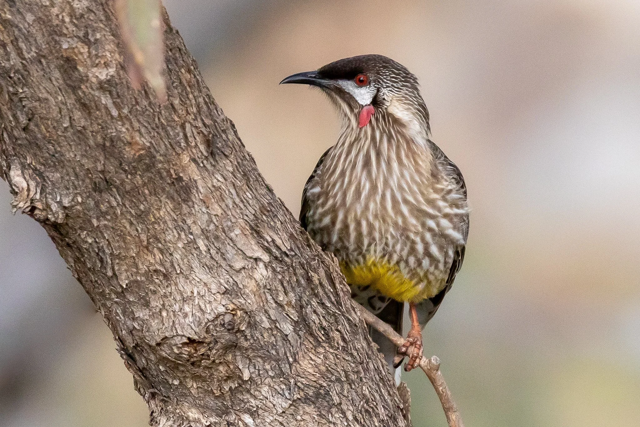 Red Wattlebirds (36 cm) are larges honeyeaters capable of feeding on larger garden plants, e.g. Grevilleas.