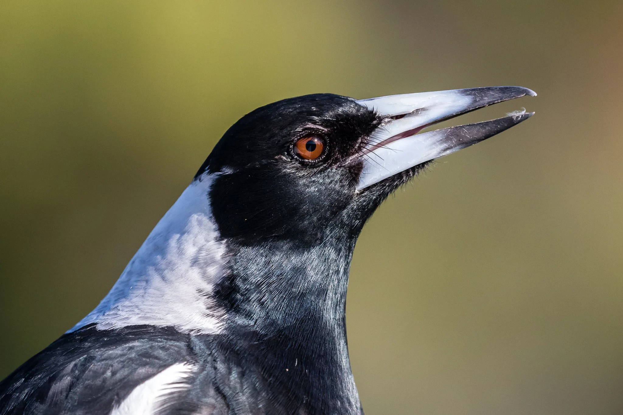 Australian Birds Of The Bush - Australia's Wonderful Birds