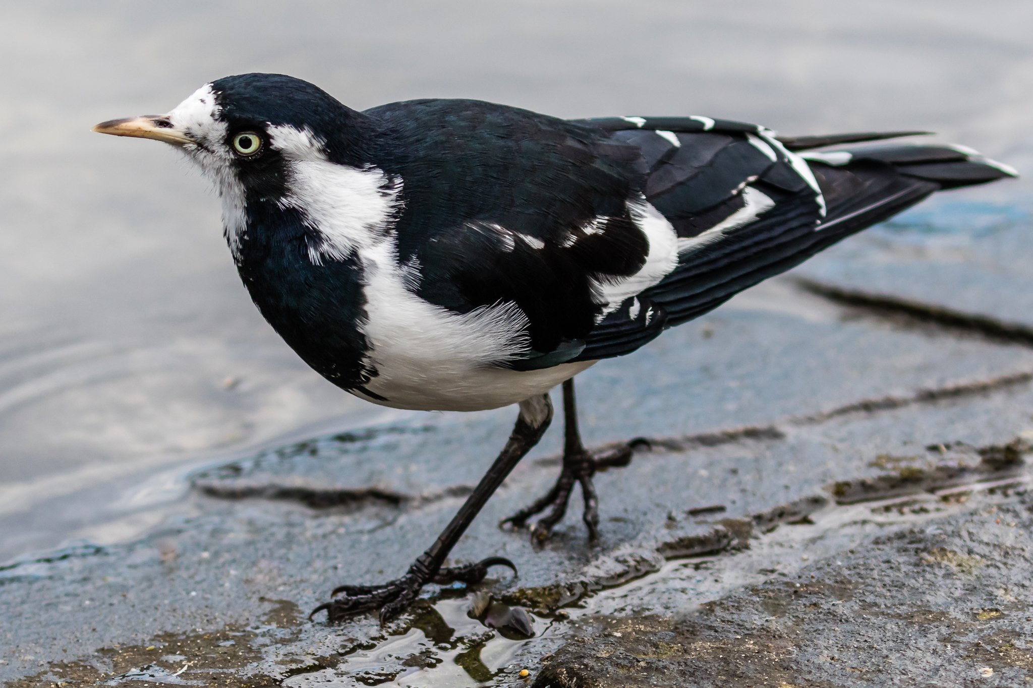 Australian Birds Of The Bush - Australia's Wonderful Birds
