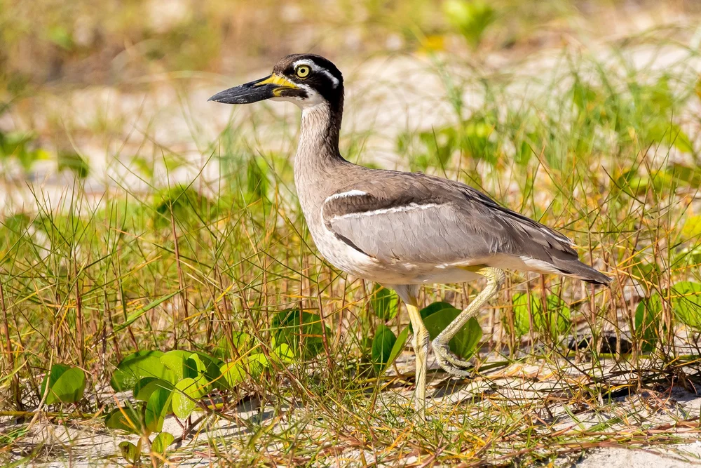 Northern Rivers NSW - Australia's Wonderful Birds