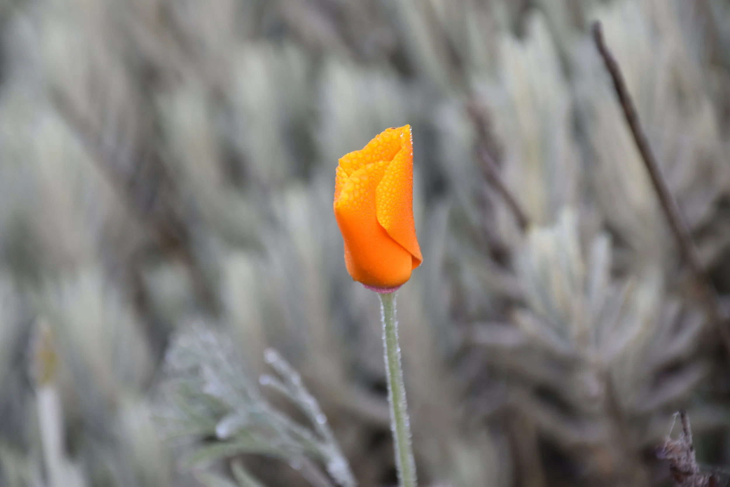 What is Holistic Health and Why It Matters