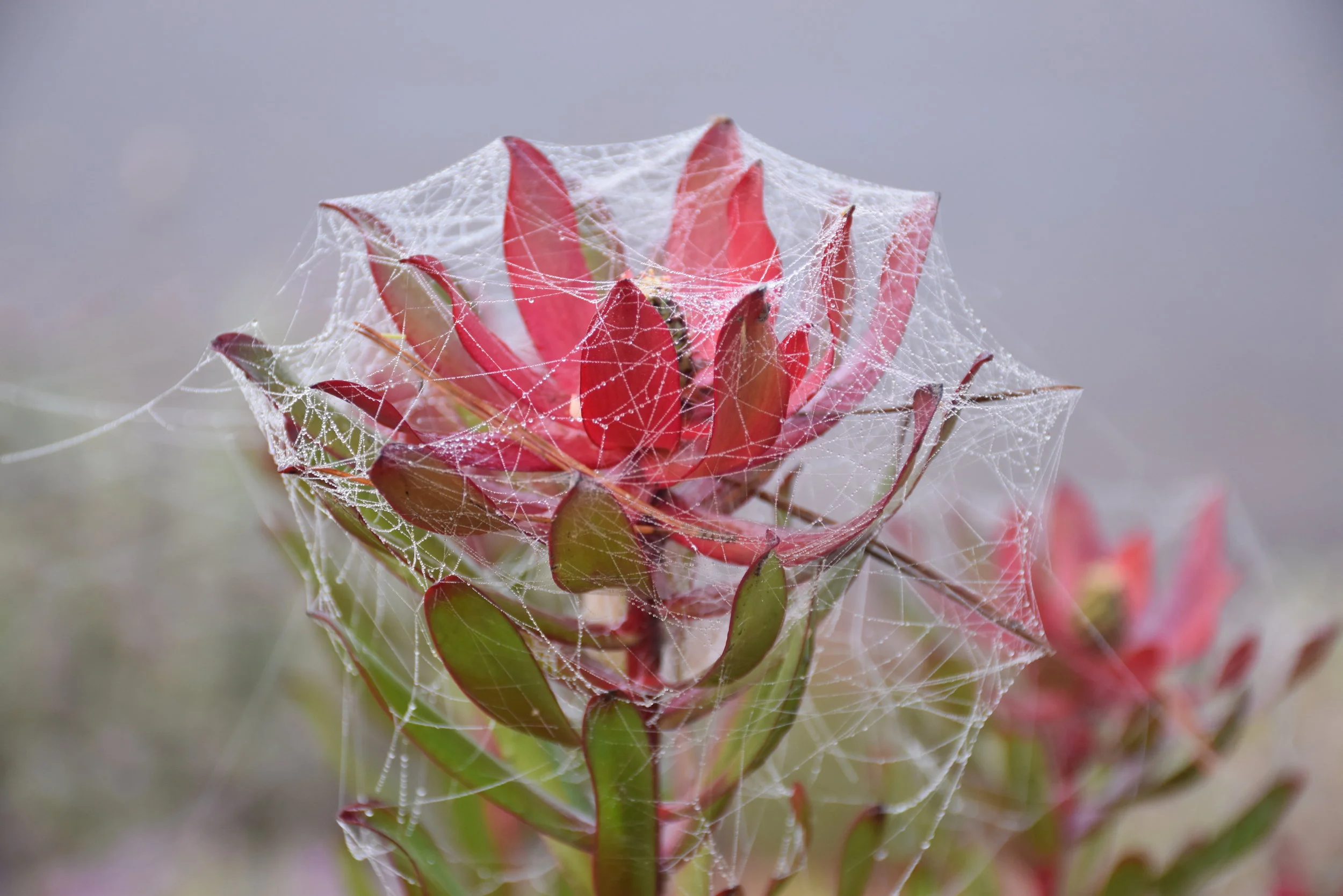 Top 5 Benefits of Holistic Therapies for Stress &amp; Recovery