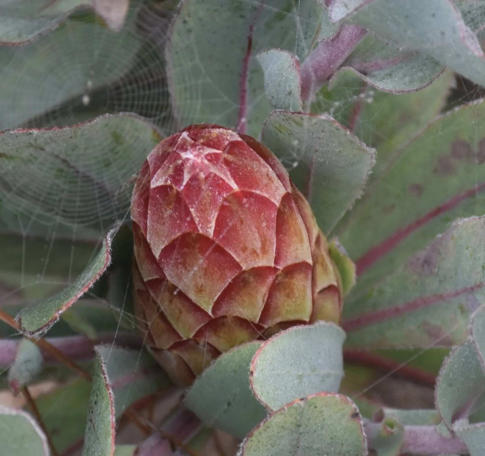 Why Emotional Well-being Impacts Physical Health