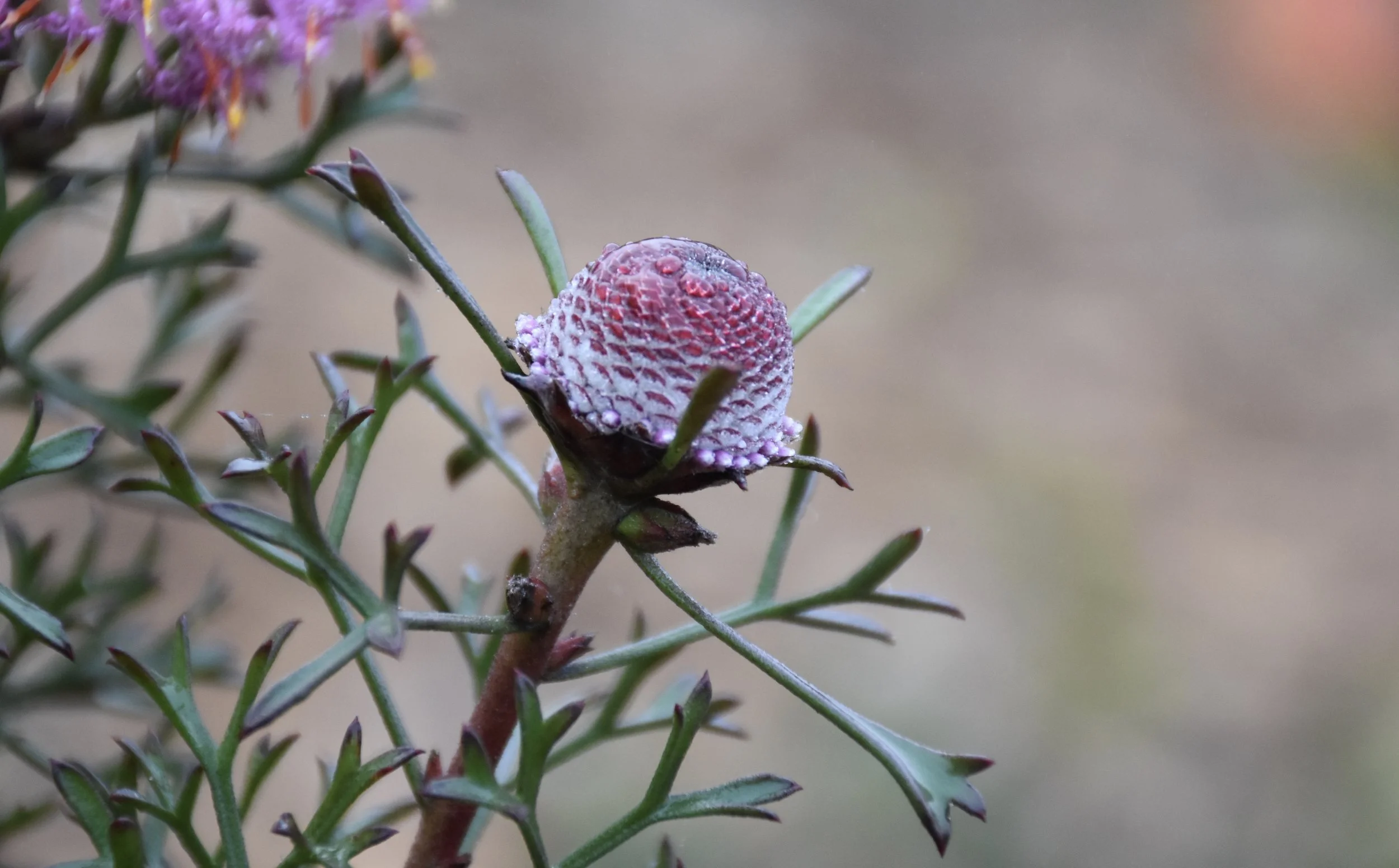 Lymphatic Drainage After Cosmetic Surgery: Safe Recovery Support