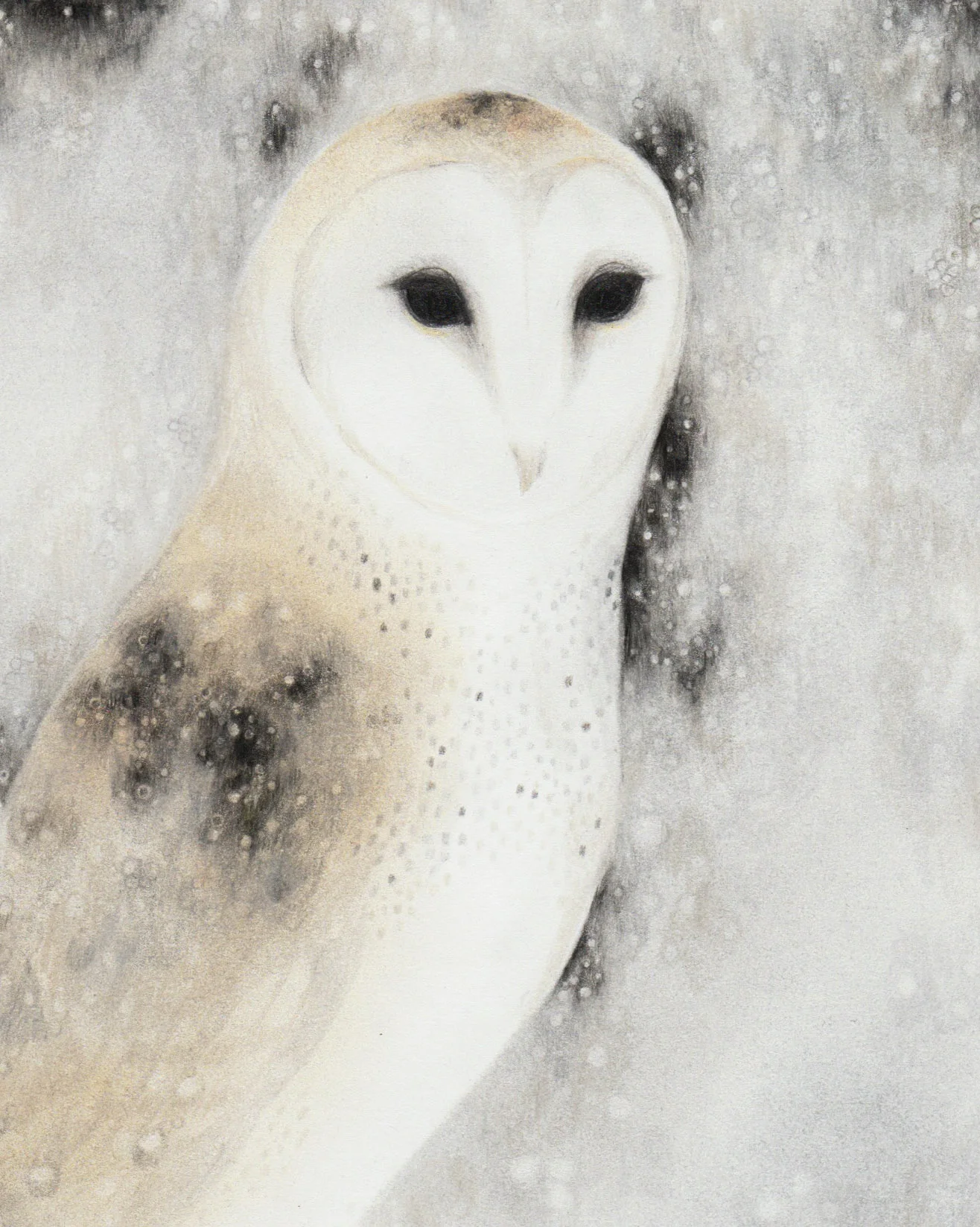Barn Owl_cropped.jpg