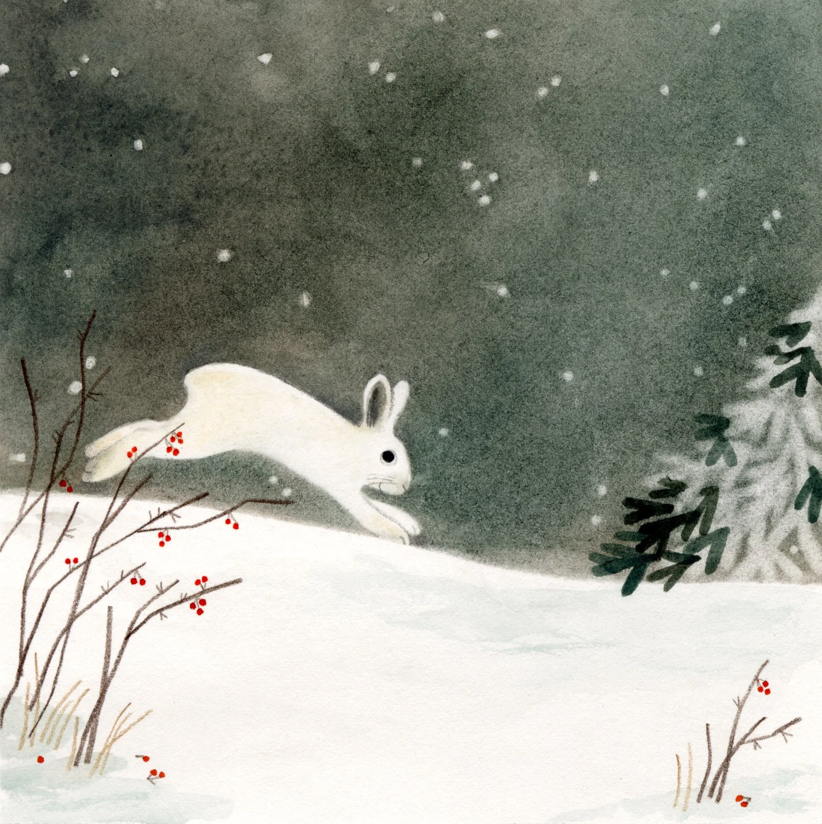 Snowshoe hare_cropped.jpg
