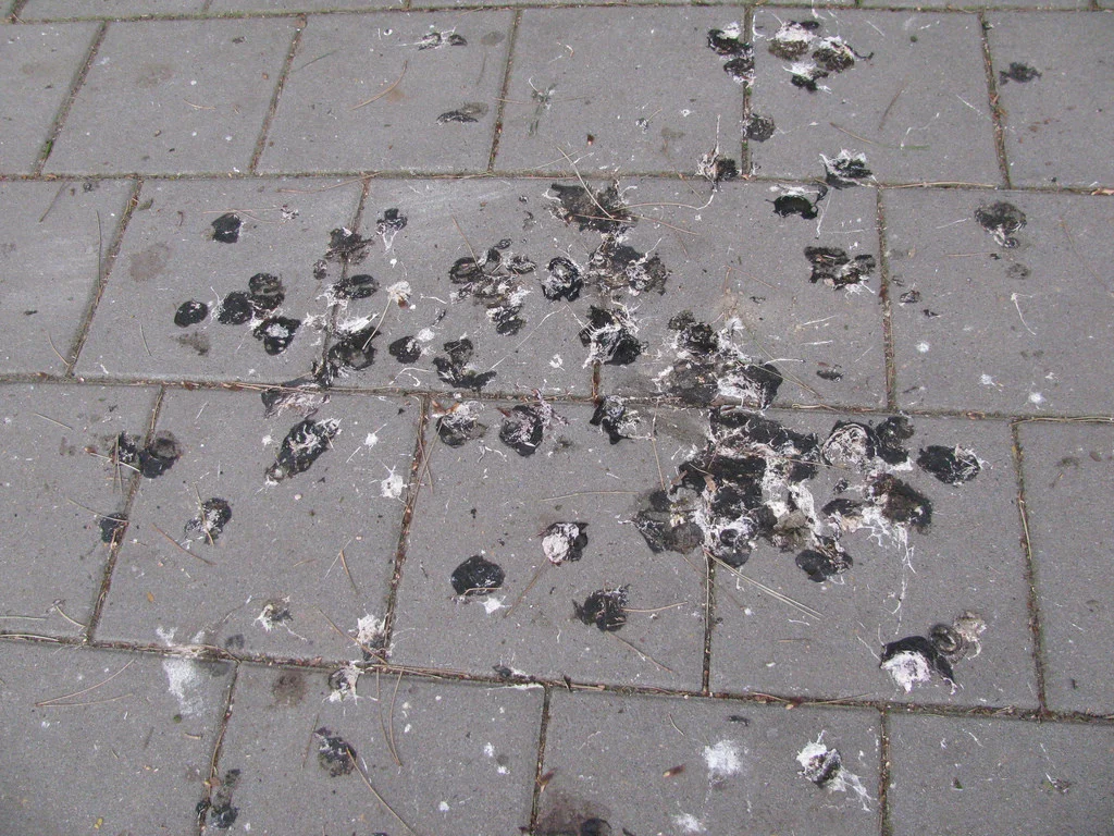 pigeon_droppings_1.jpg