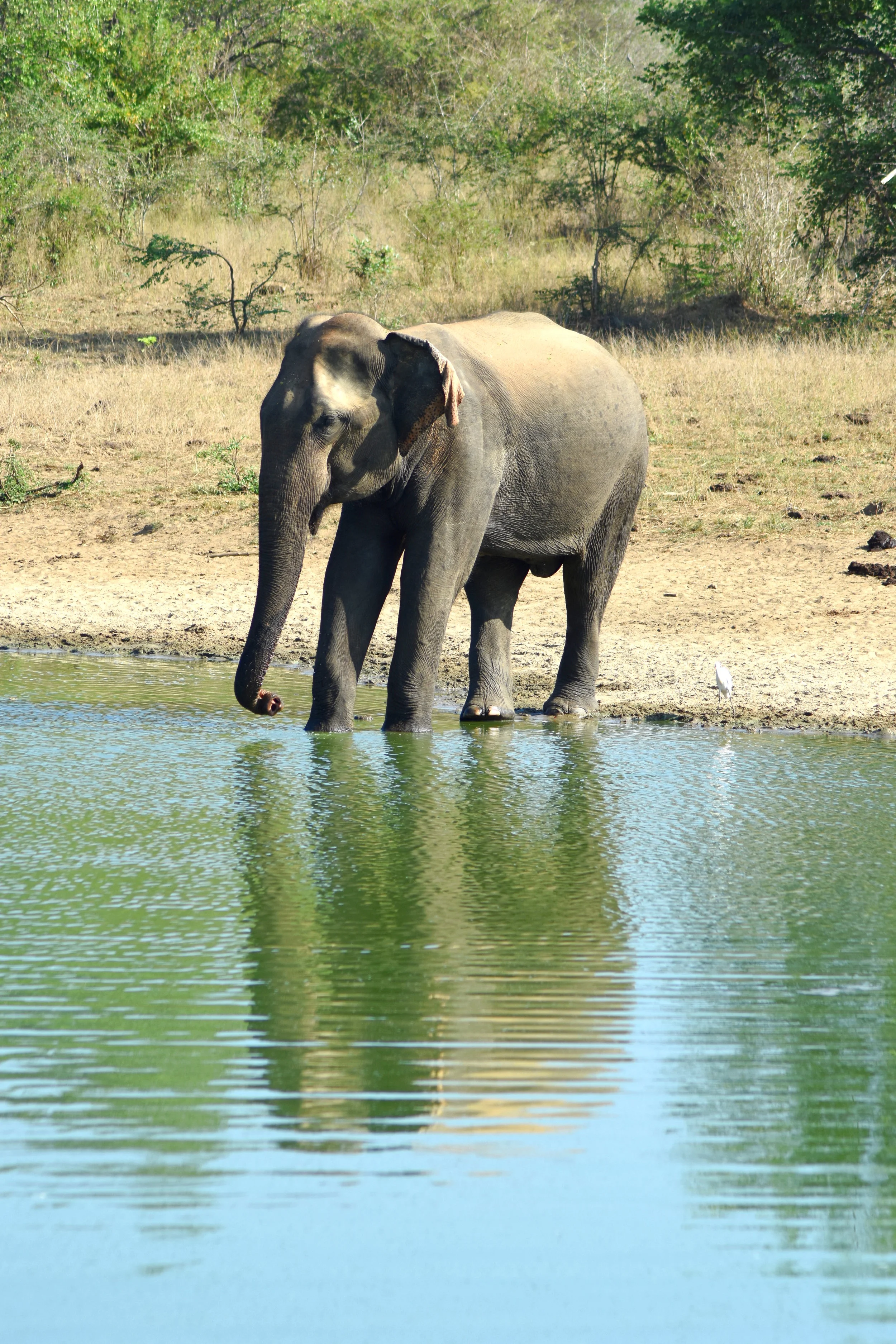 ABC_0691_ElephantSideReflection.JPG