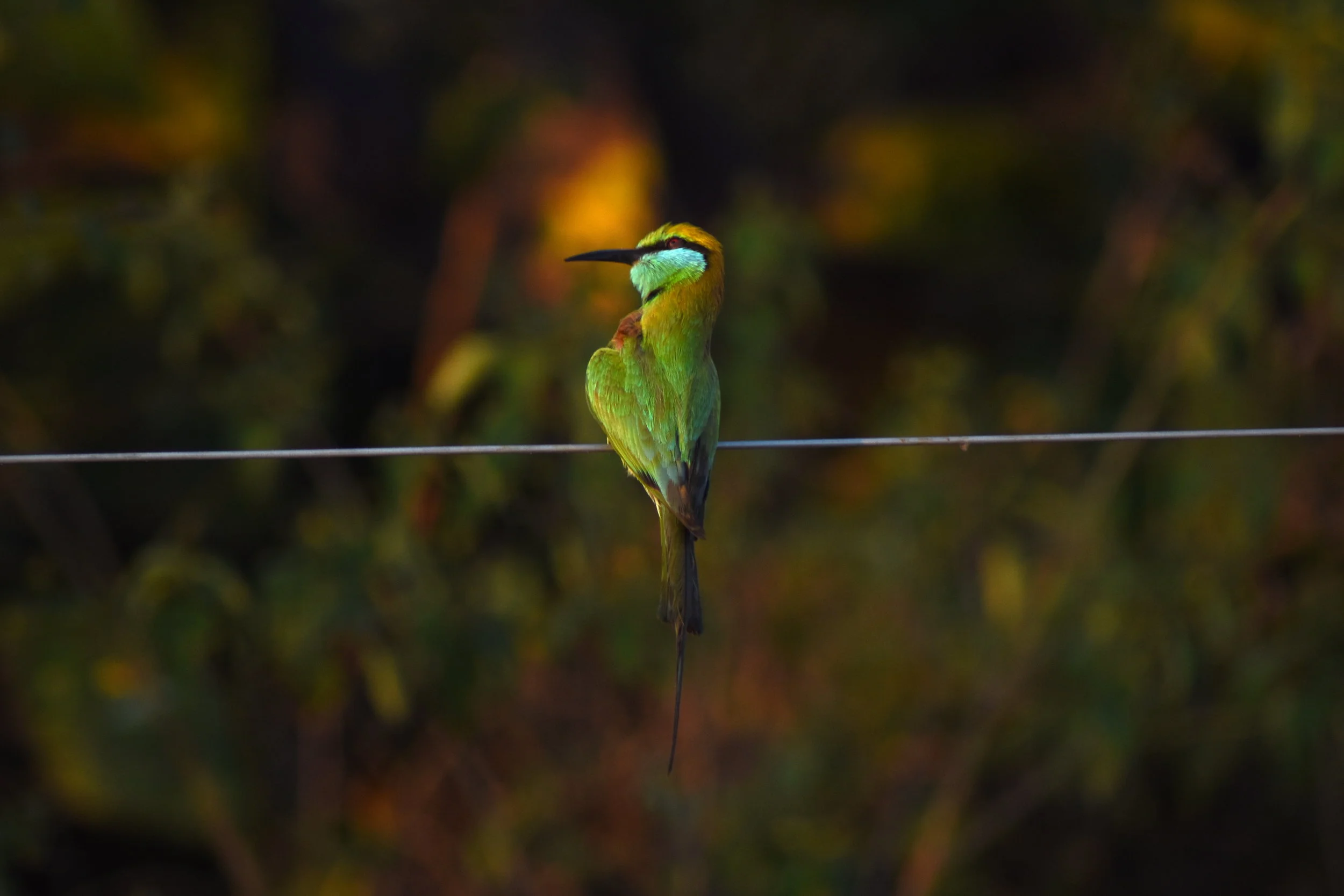 ABC_0397_RainbowBeeEater_3.JPG