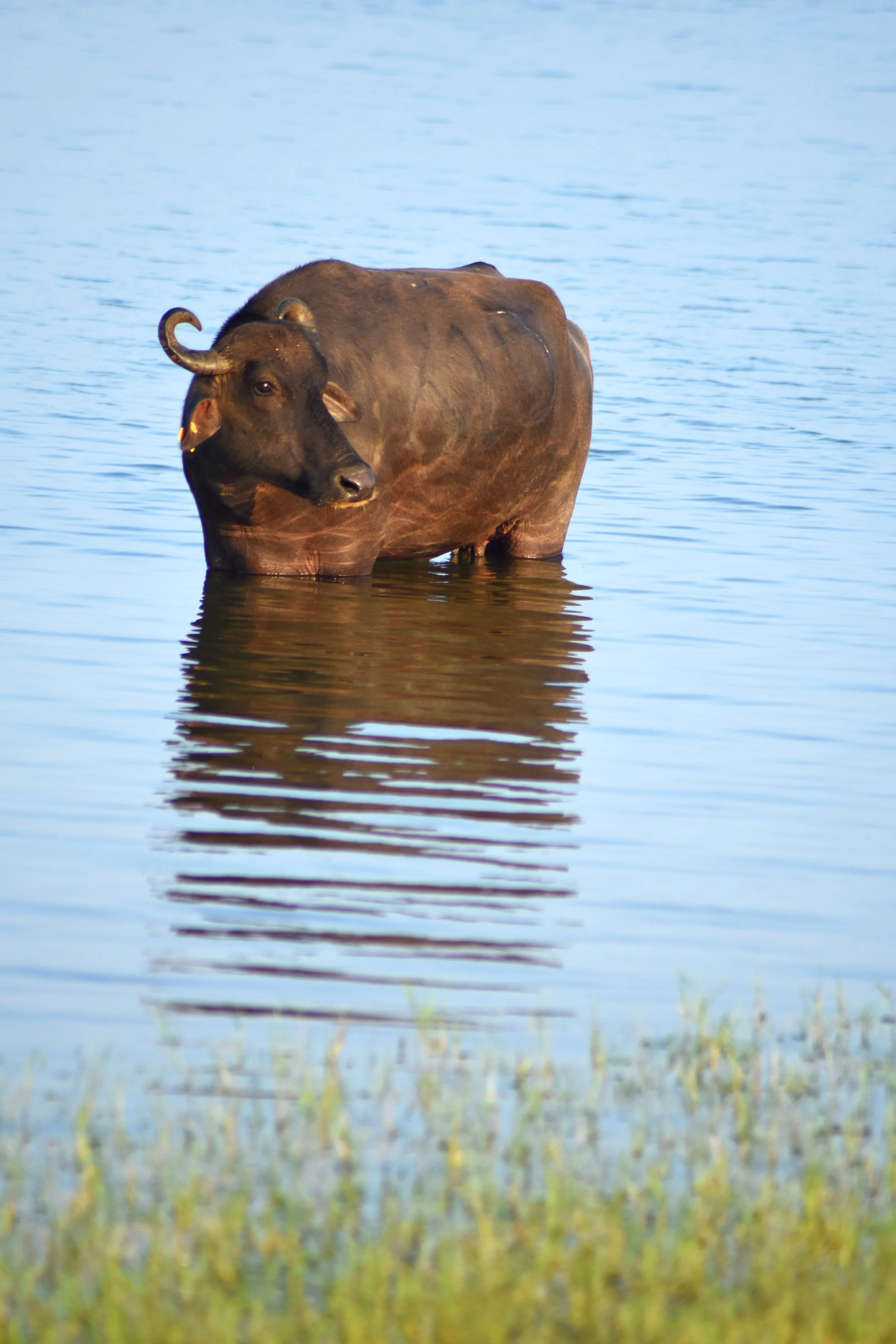 ABC_0476_WaterBuffalo.JPG