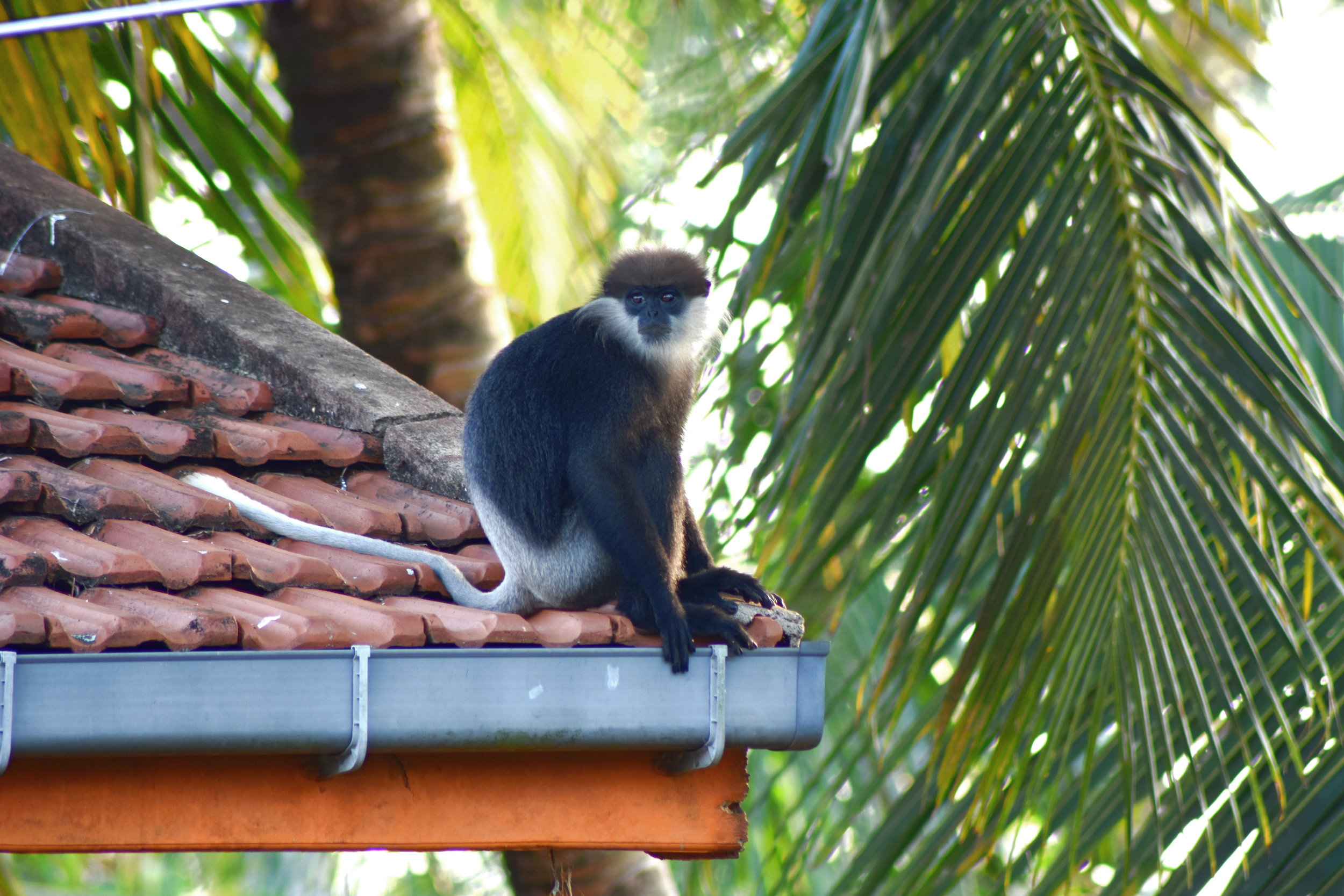 ABC_0171_PurpleFacedLangur3.JPG