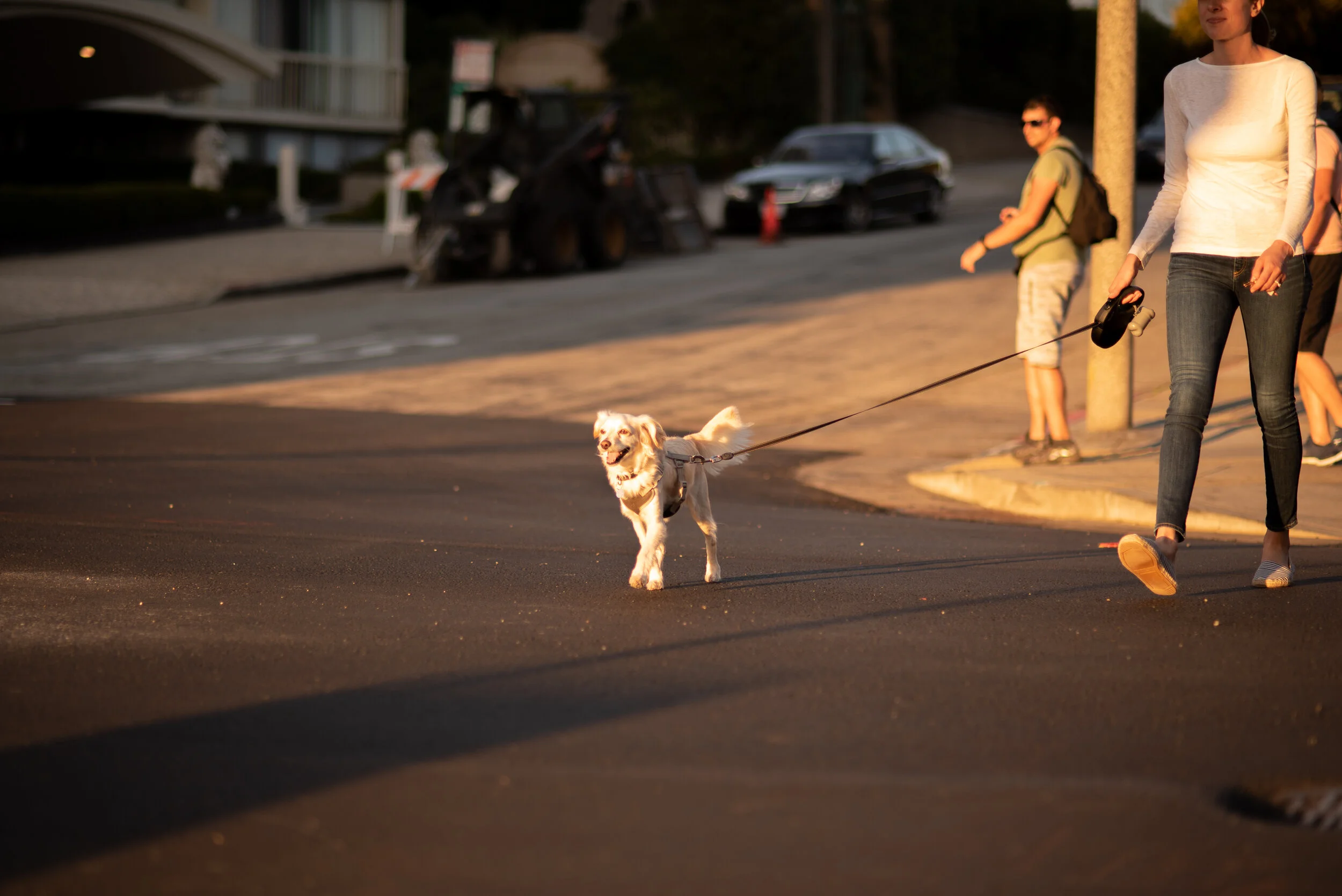 Dog in Pacific Heights 2019.jpg