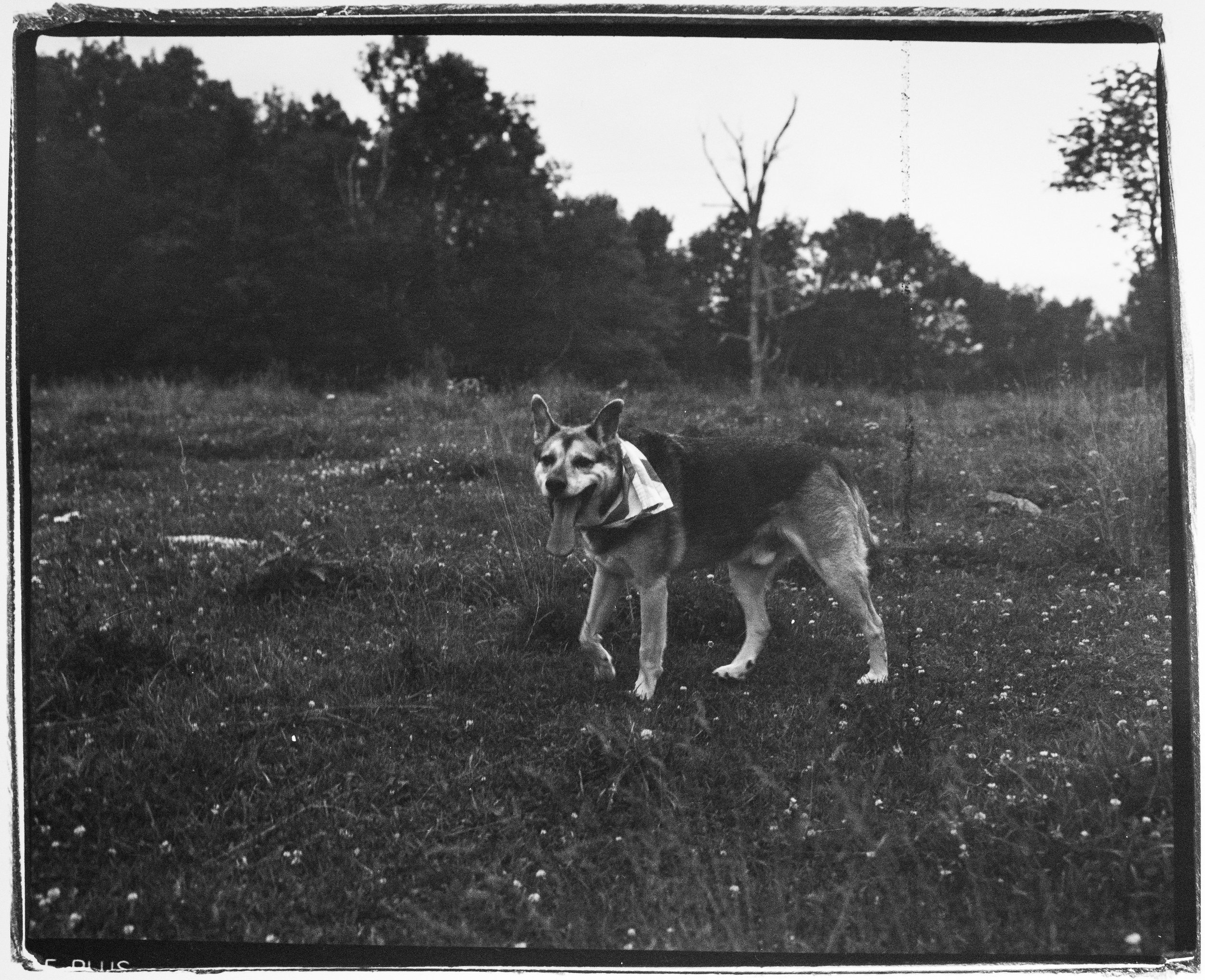 Rufio, Rich Mountain, North Carolina, 2018.