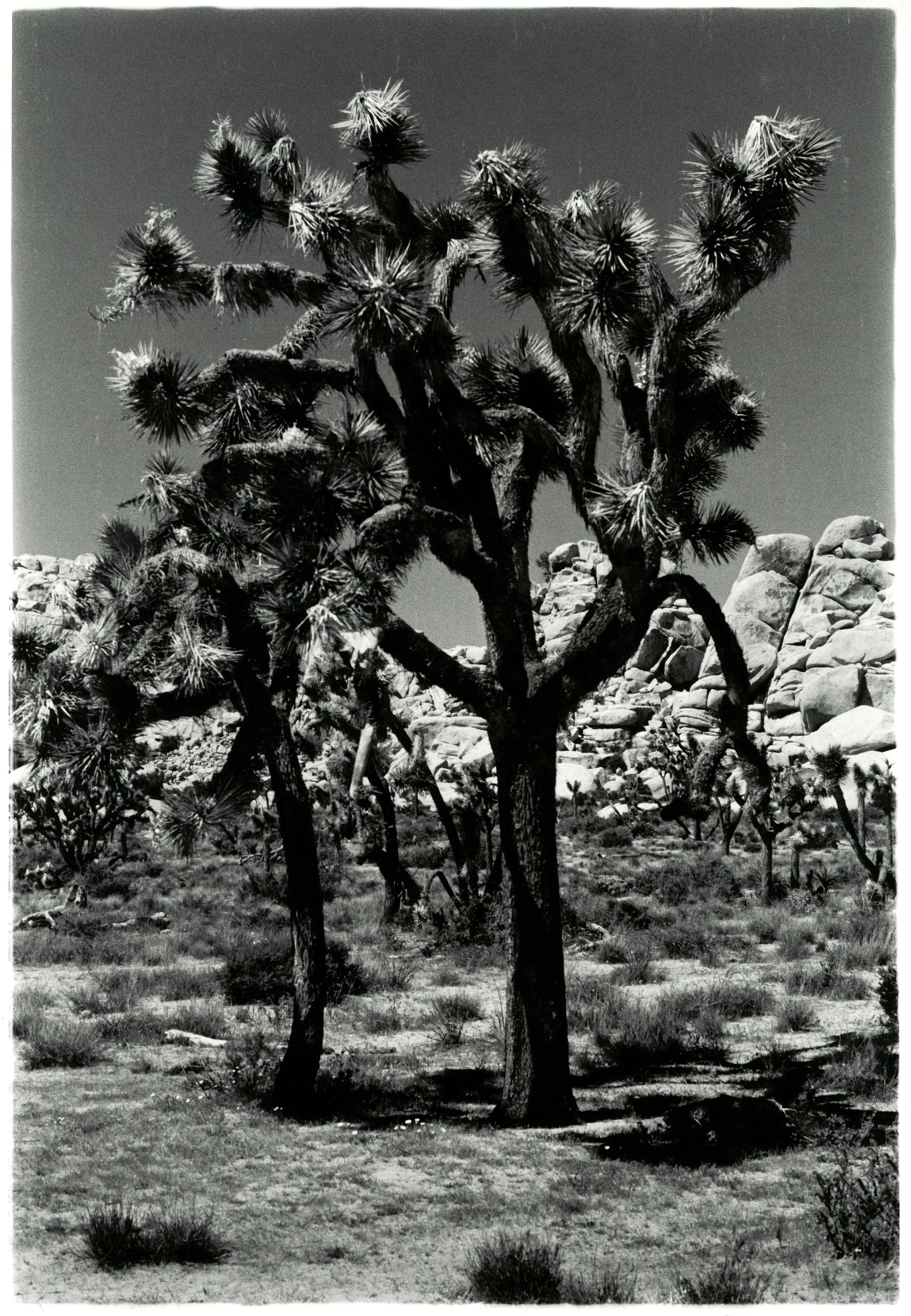 Joshua Tree National Park, California, 2017.