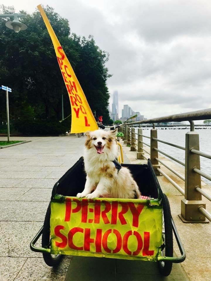 Indie, The School Dog