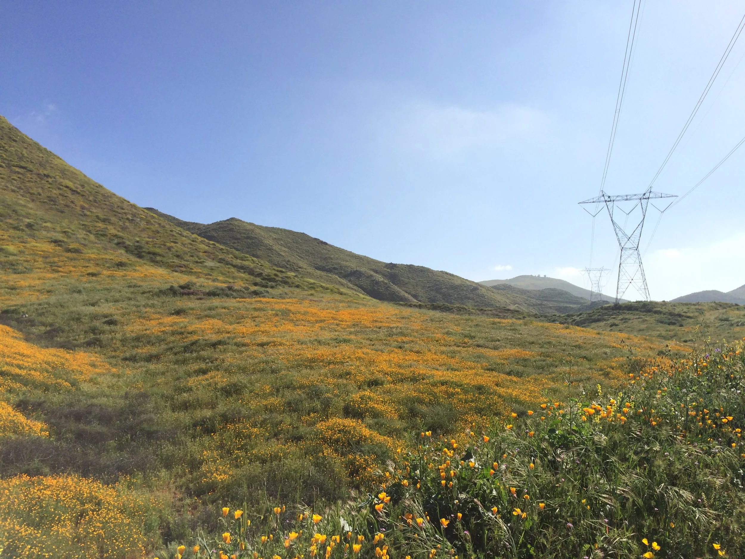 The poppy bloom at Lake Elsinore, CA, March 25, 2017.