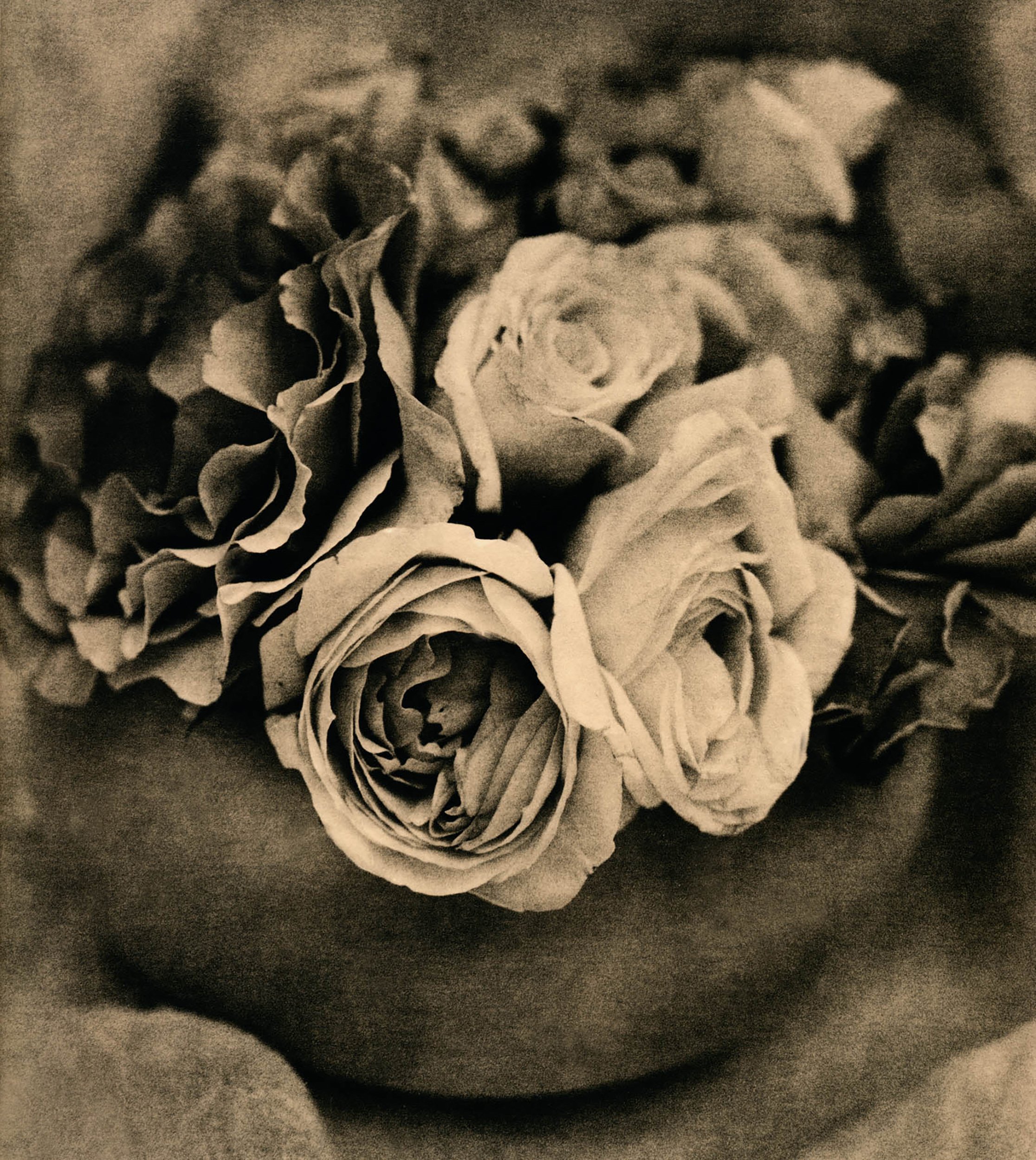 MY-ROSES_www.jpg