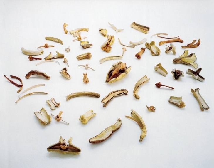 Bones and Their Containers (To Martin Cassidy), 1971. Steel, gauze, acrylic, plaster, burlap and wax. 8 x 132 x 60". Collection of the Nancy Graves Foundation. Photo Jordan Tinker.