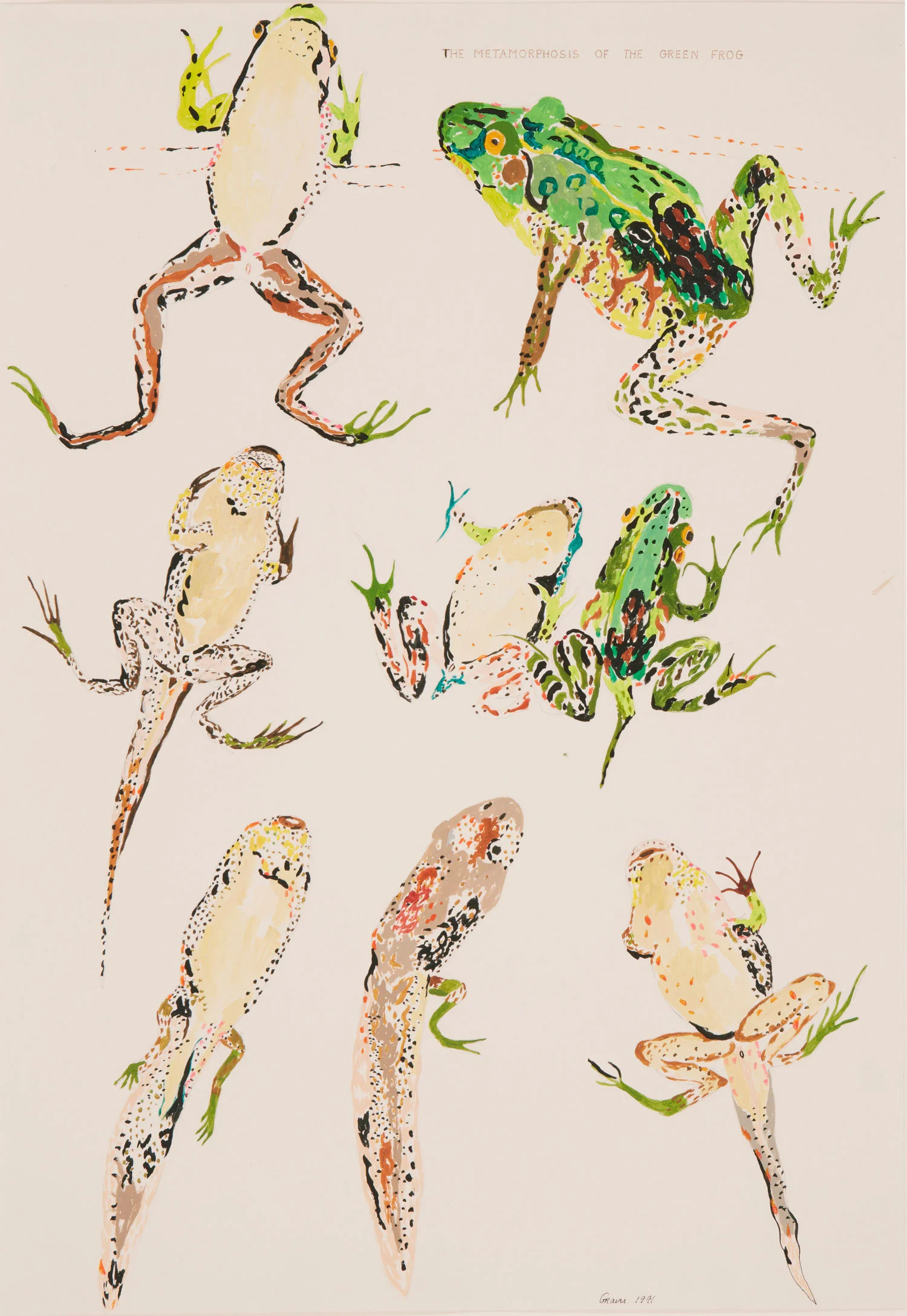 The Metamorphosis of the Green Frog, 1971. Gouache and India ink on paper. 30 x 22.5". Collection of the Nancy Graves Foundation.