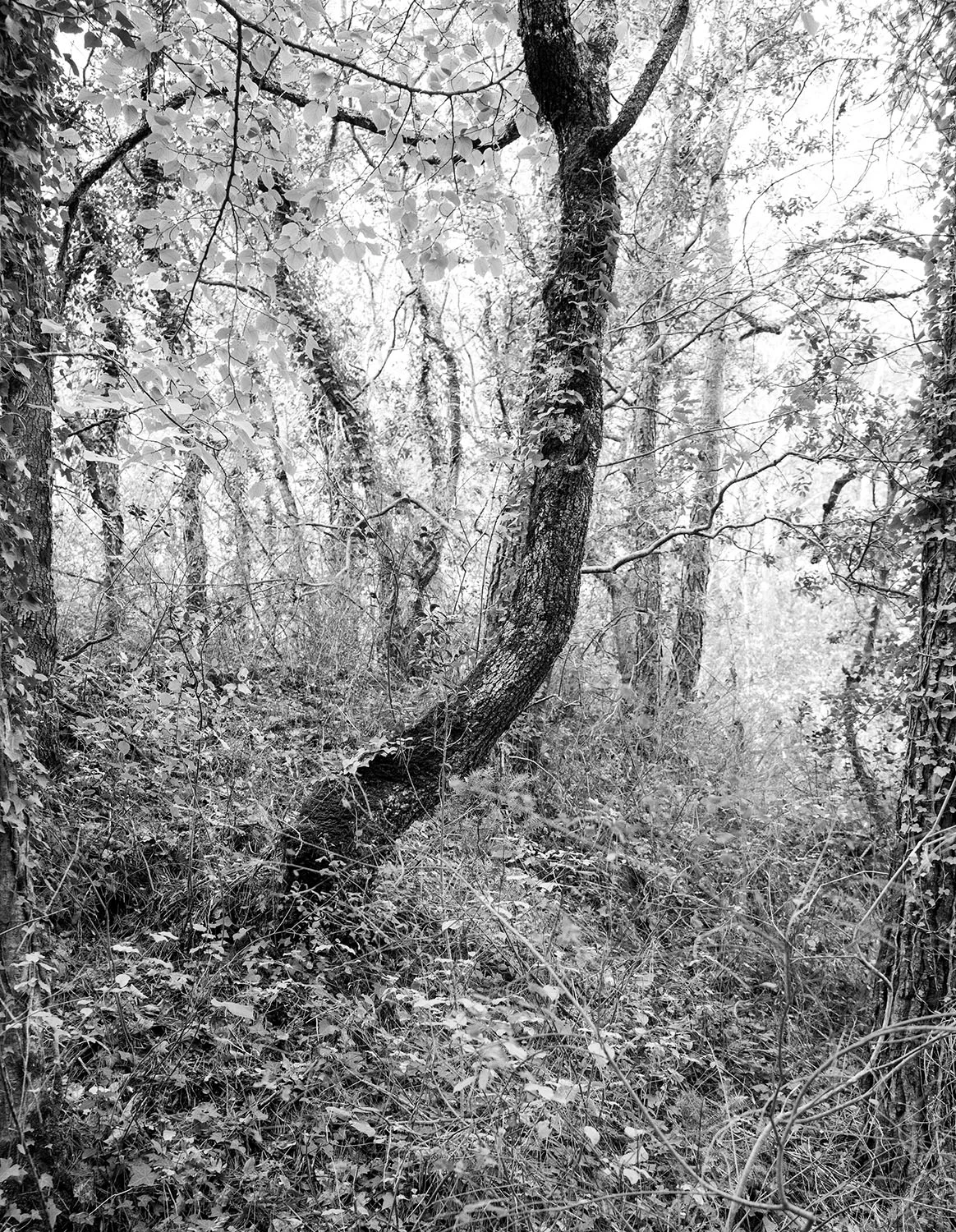 middle tree.jpg