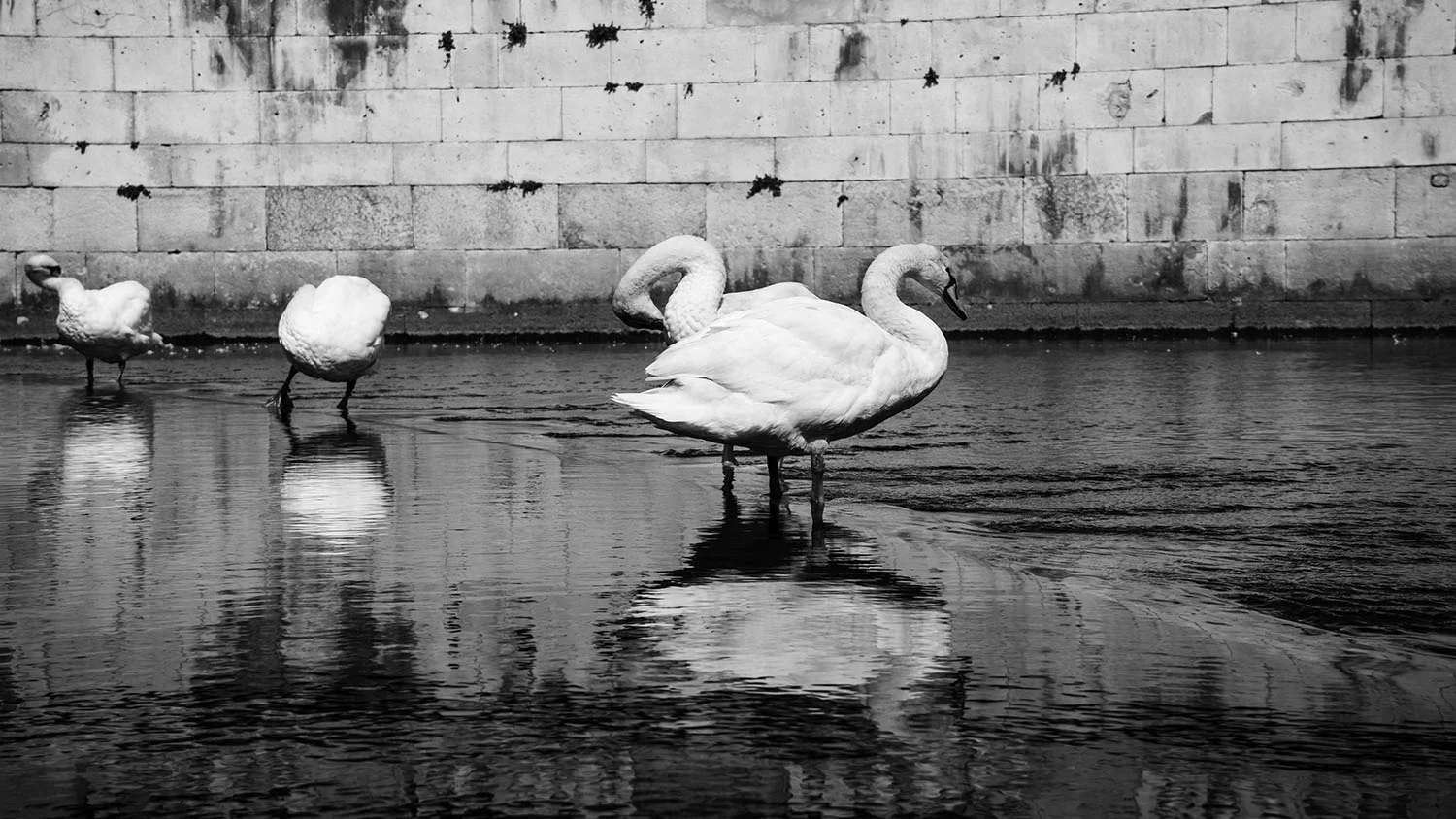 siamese swans.jpg