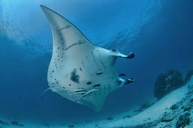 Manta Ray cleaning station off Gonubalabala Island