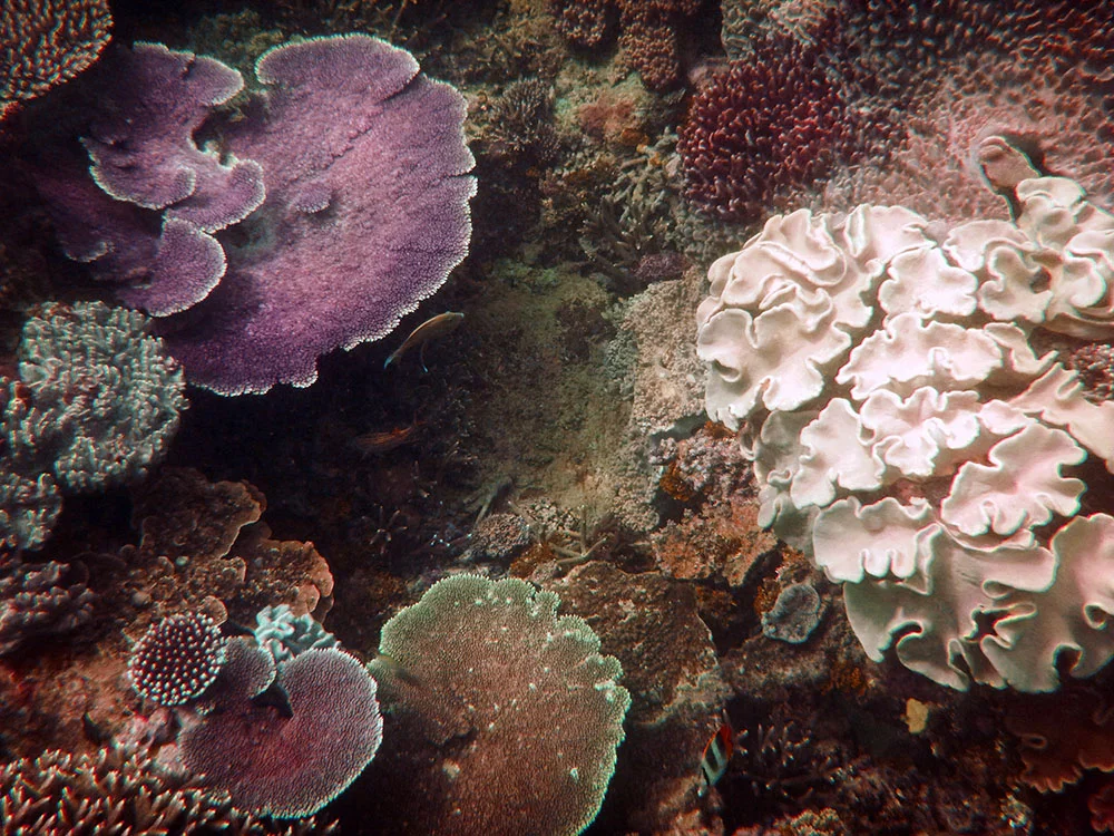 Coral in the House Reef Gonubalabala Island