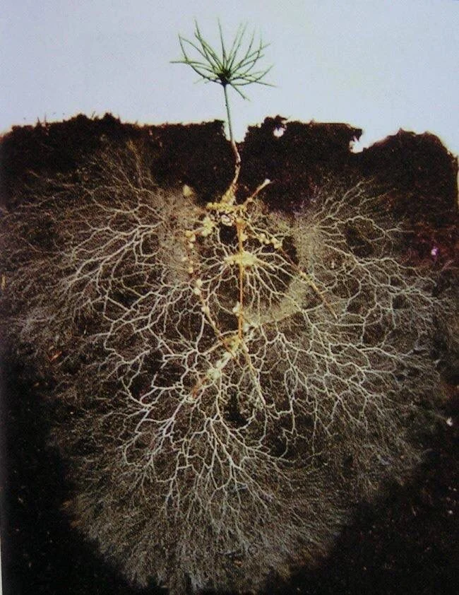 mycelium