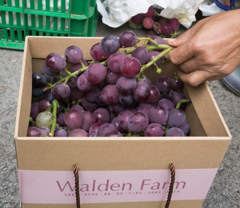 Grapes in box ready to ship