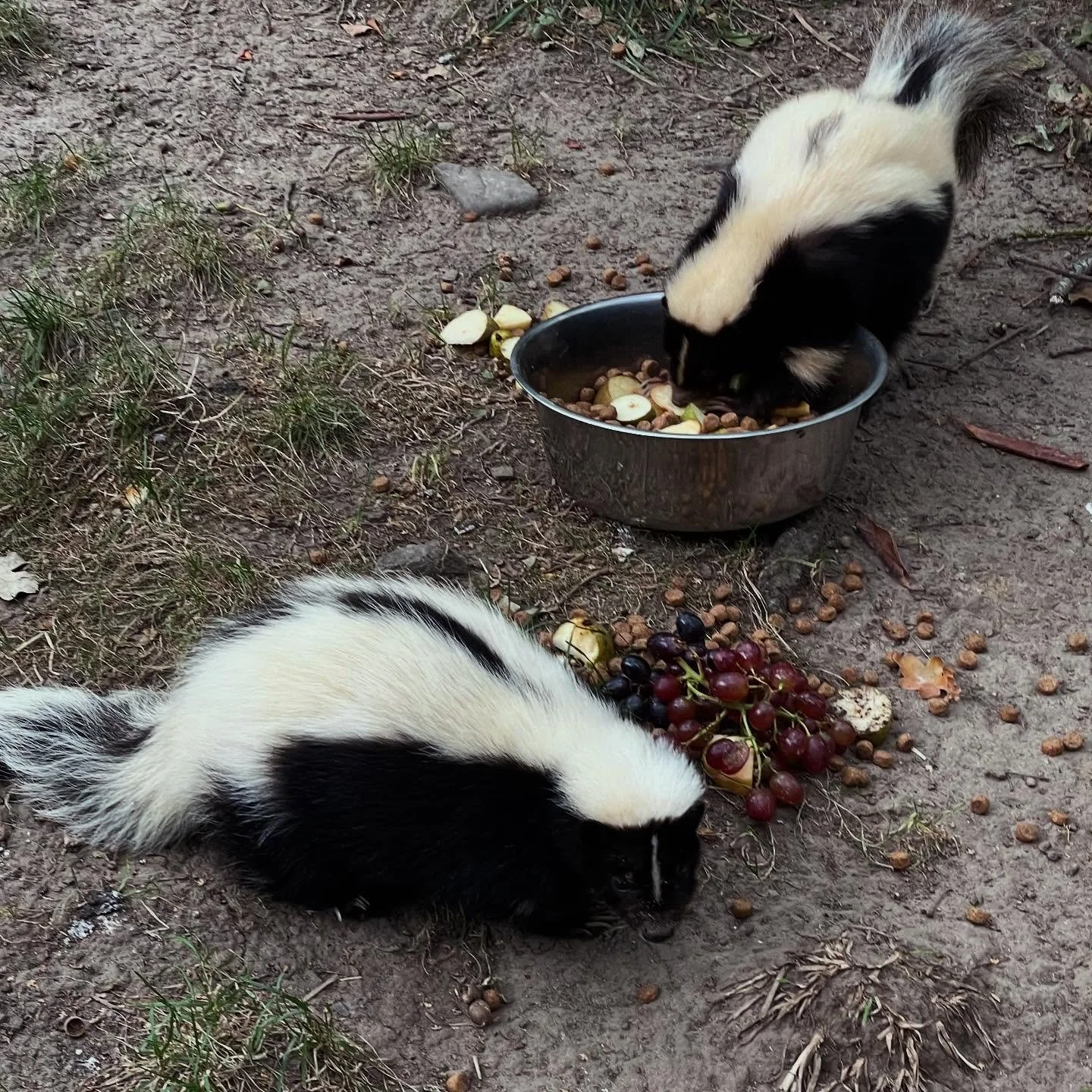 🦨 lunchdax! 🍇 #helsingborgsdjurochlekpark