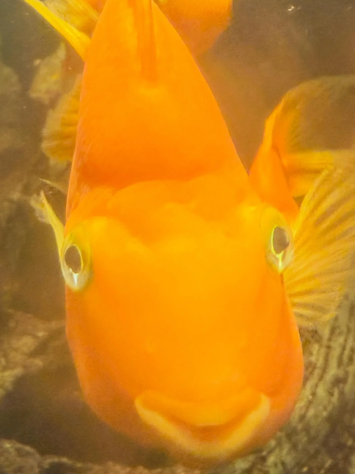 Papegpjcikilden &ouml;nskar fortsatt trevlig andra advent 🐟 🌲 🕯️ 
#helsingborgsdjurochlekpark #helsingborg #advent