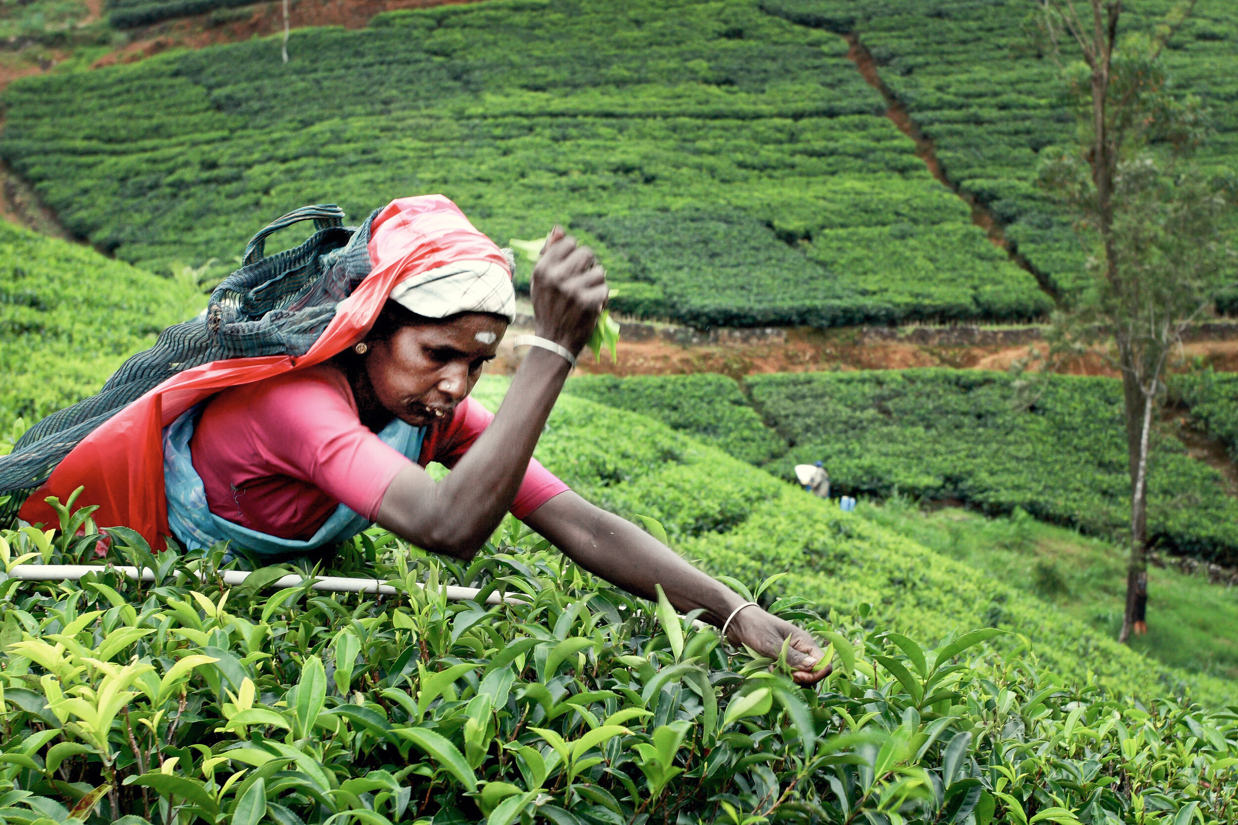  The daily basic wage of a tea plucker is about 200 rupees, with a 70 rupee “Attendance Allowance“ and an additional 20 rupee allowance, but only if an 18-kilogram quota of tea leaves is met.   