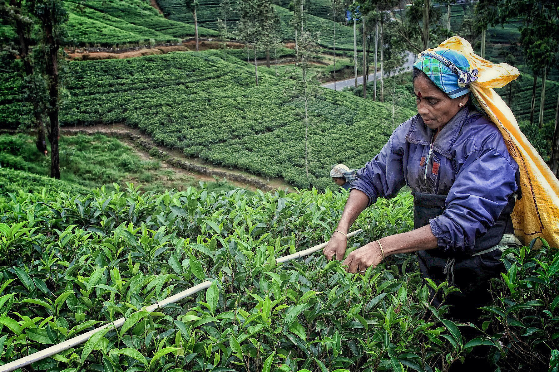  Plucking 18kg of tea is often impossible during the rainy season. The workers are supervised by a “Kanganey“, or group headman, who ensures targets are met.  