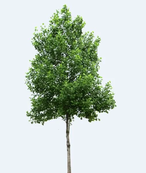 Gift of a Tree.JPG