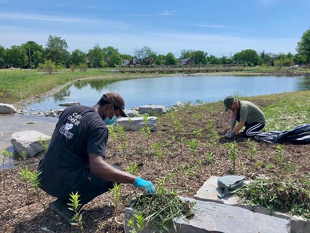 Major shoutout to our Citizen Forester group who has been SUCH a huge help for us this Spring! Today we weeded at the Chandler Park Marshland to keep the new plants strong 🌱